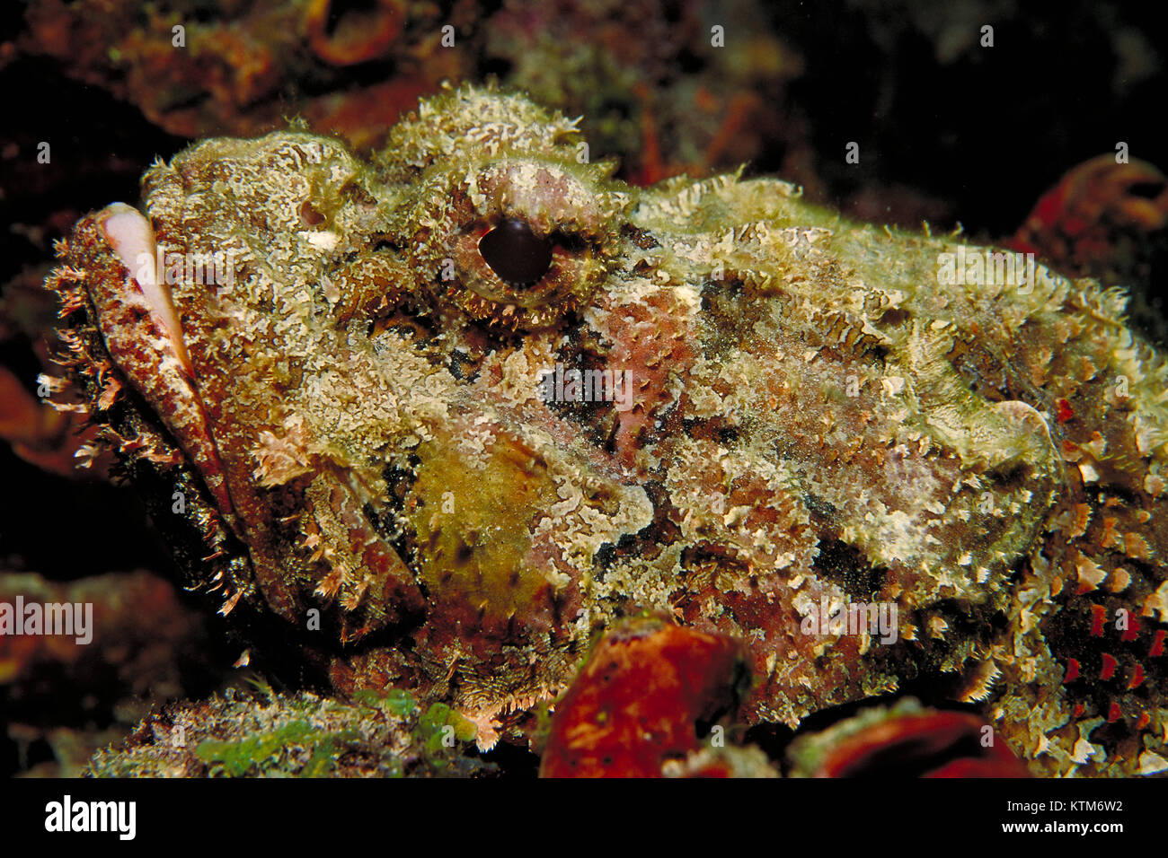 A well camouflaged Scorpionfish, Scorpaena plumieri underwater on a Florida Keys reef. Stock Photo