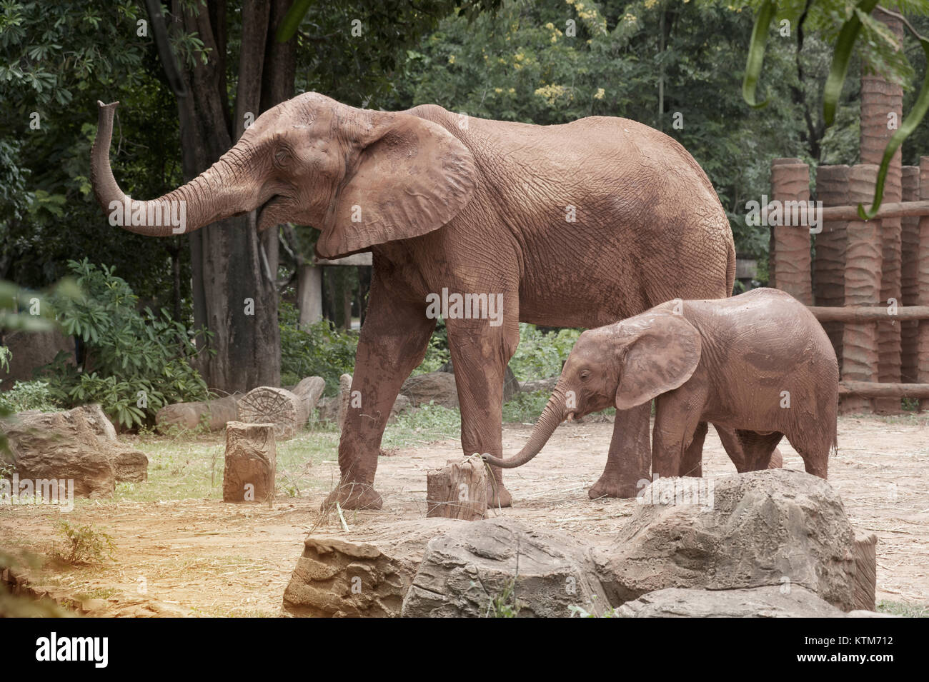 Elephants are large mammals of the family Elephantidae and the order Proboscidea. Stock Photo