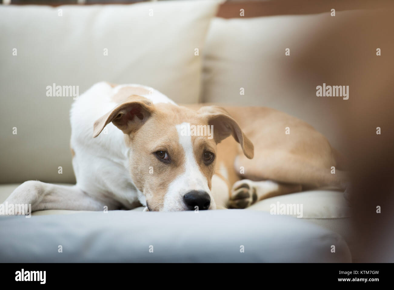 Young Dog Sleeping on Furniture Outside Stock Photo