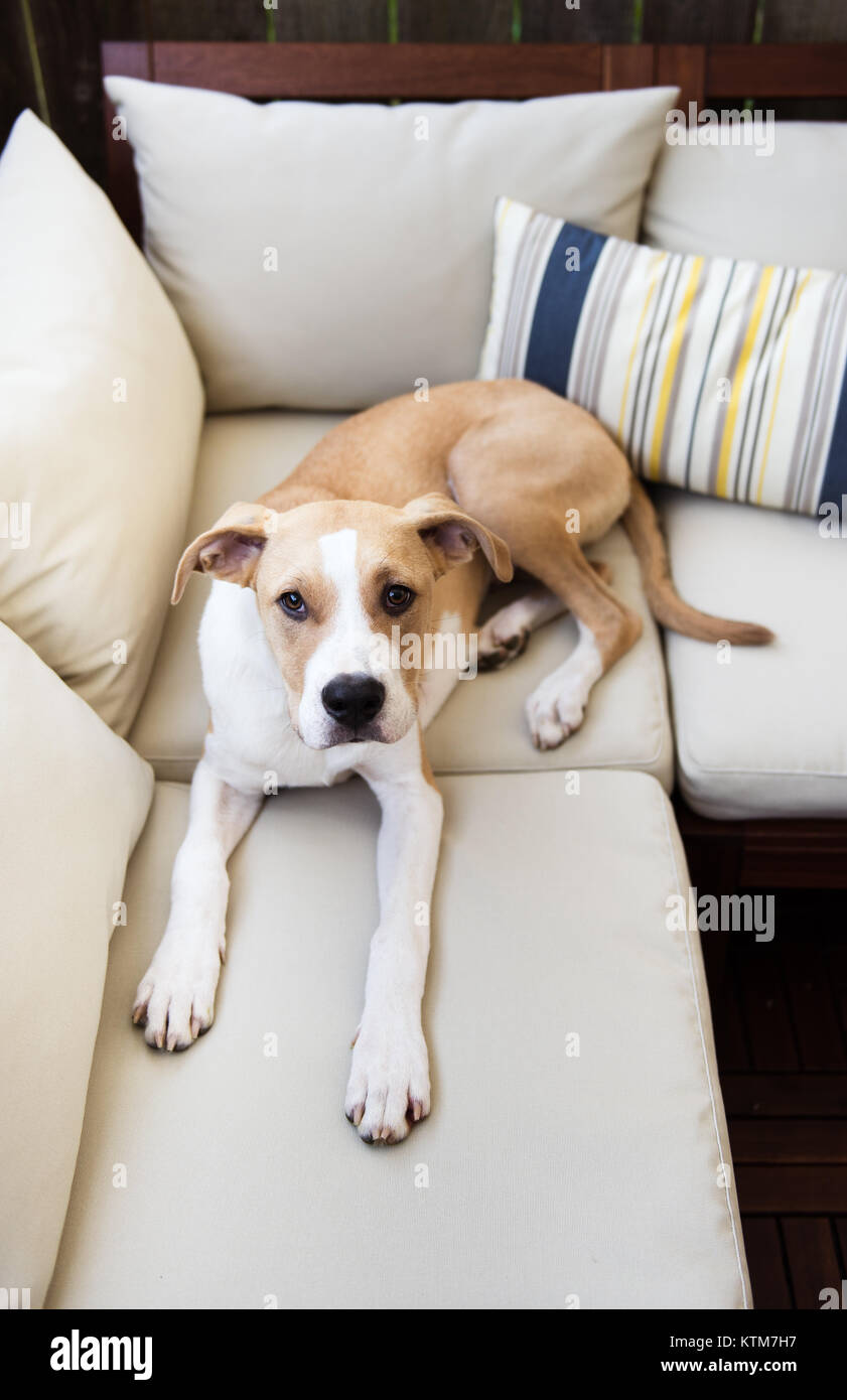 Young Dog on Furniture Outside Stock Photo Alamy