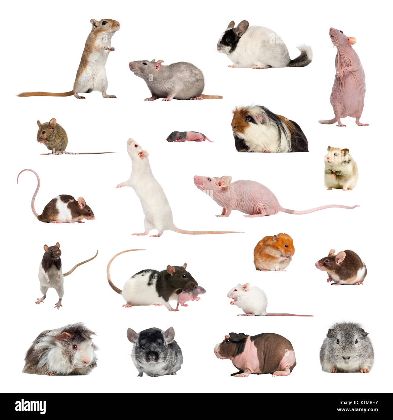 Large collection of rodent, pet and exotic, in different position ...