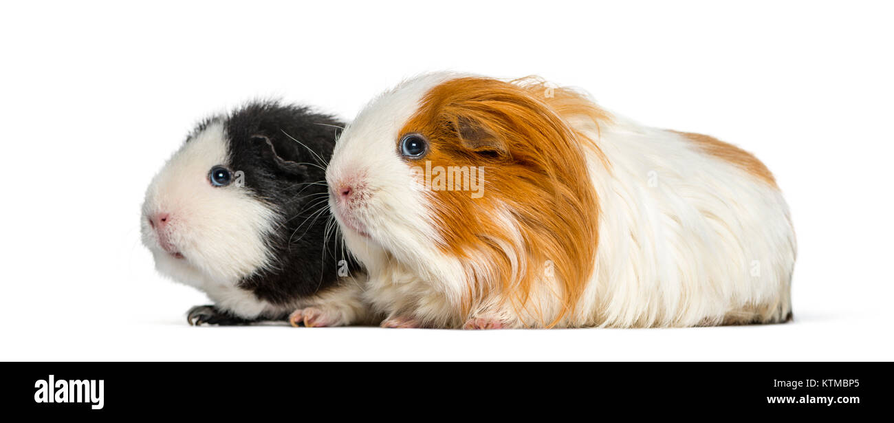 Row Of Guinea Pigs Hi res Stock Photography And Images Alamy row-of-guinea-pigs-hi-res-stock-photography-and-images-alamy