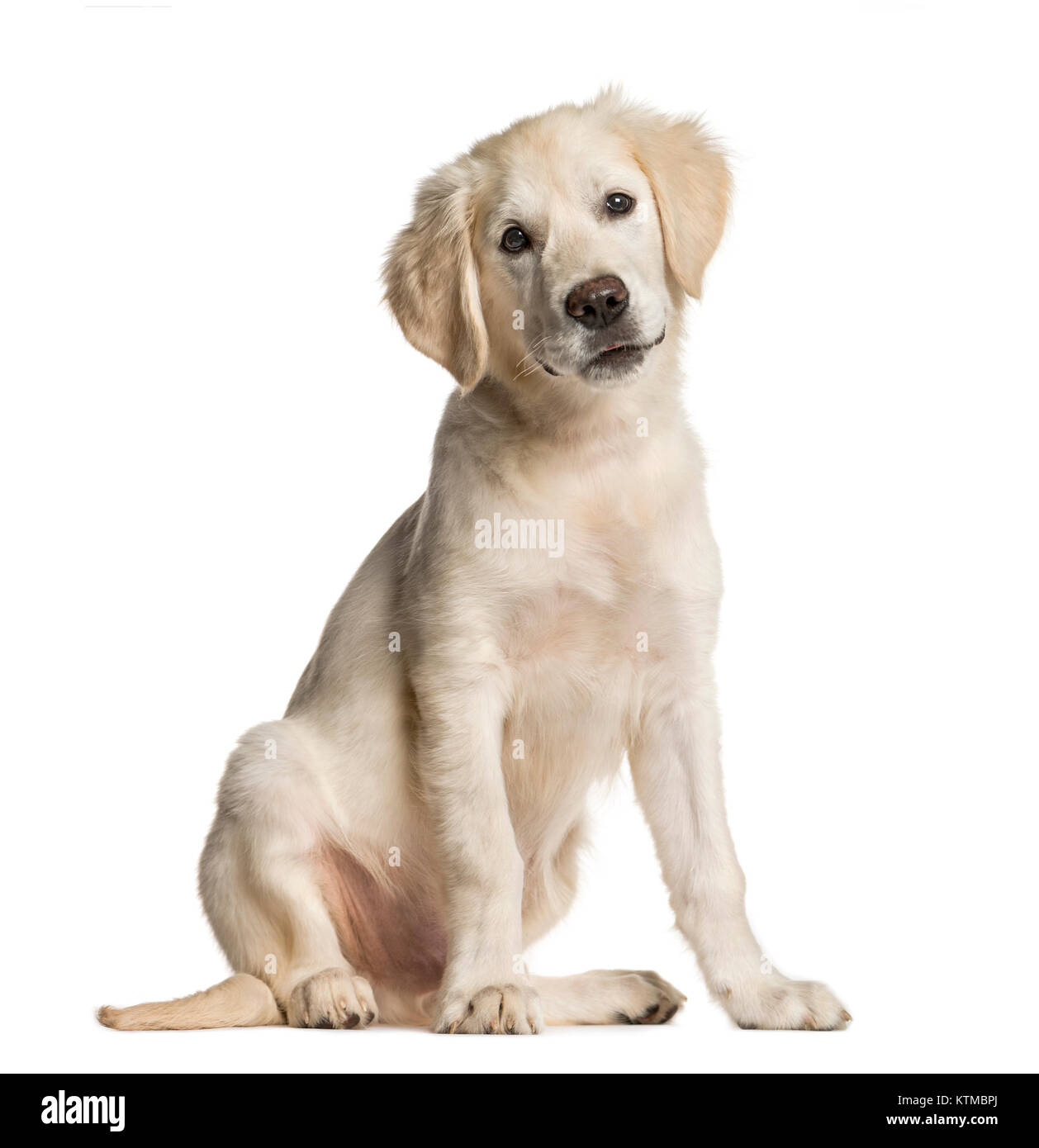 Golden Retriever dog, sitting, isolated on white Stock Photo Alamy