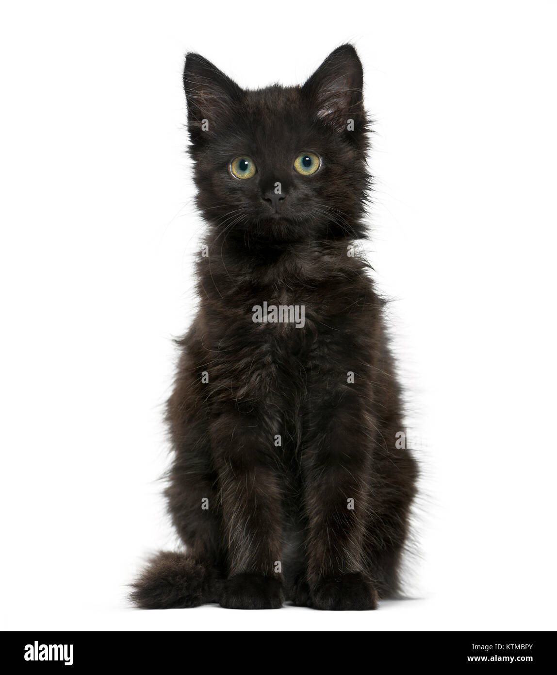 Black cat kitten sitting and looking at the camera, isolated on white ...