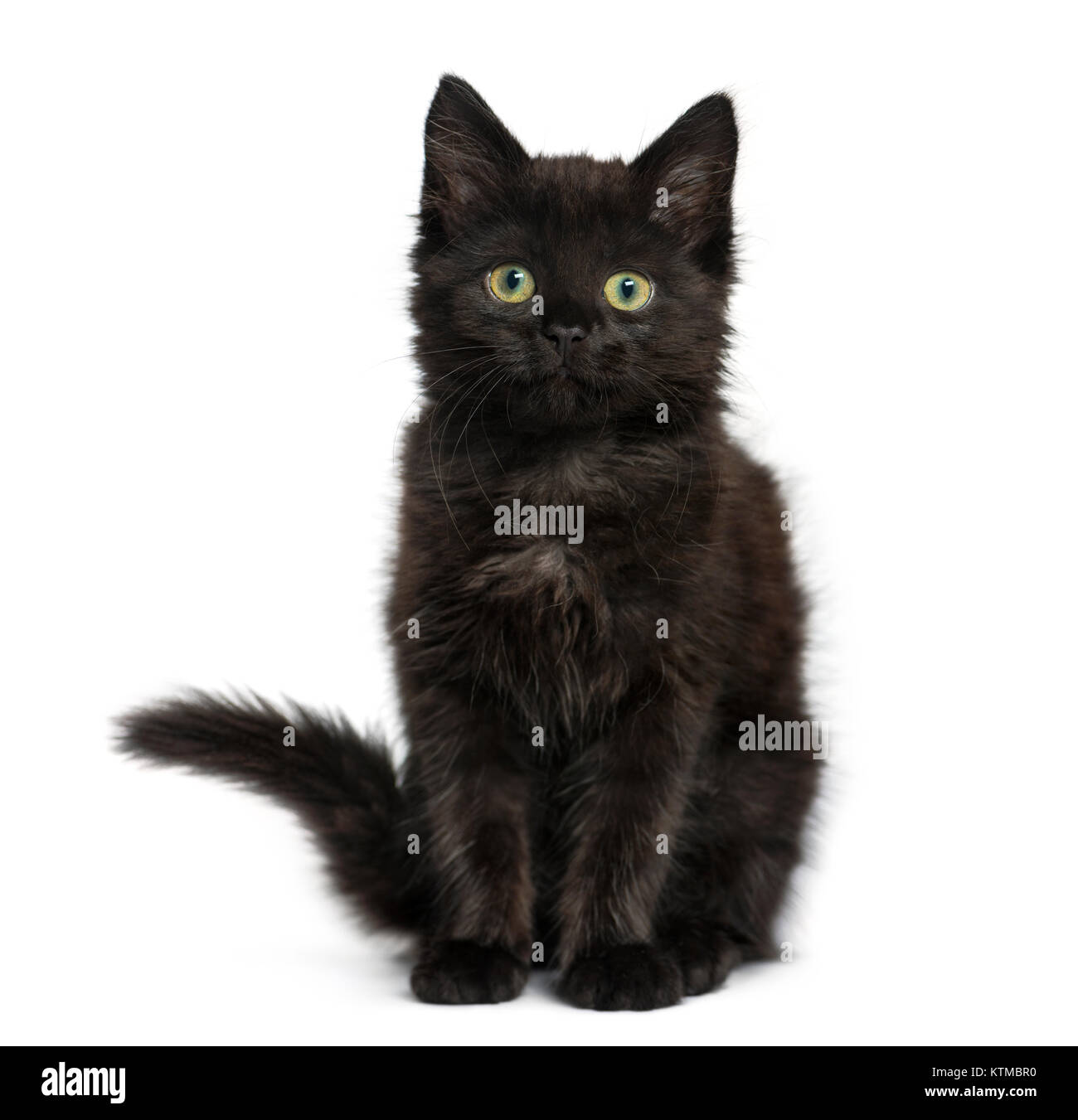 Black cat kitten sitting and looking at the camera, isolated on white Stock Photo