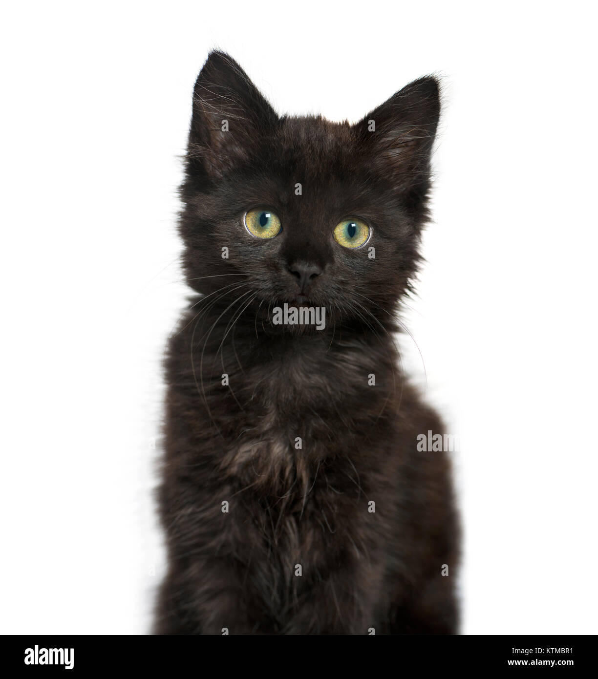 portrait of a Black cat kitten, isolated on white Stock Photo