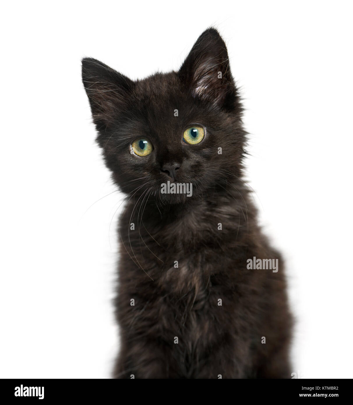 portrait of a Black cat kitten, isolated on white Stock Photo