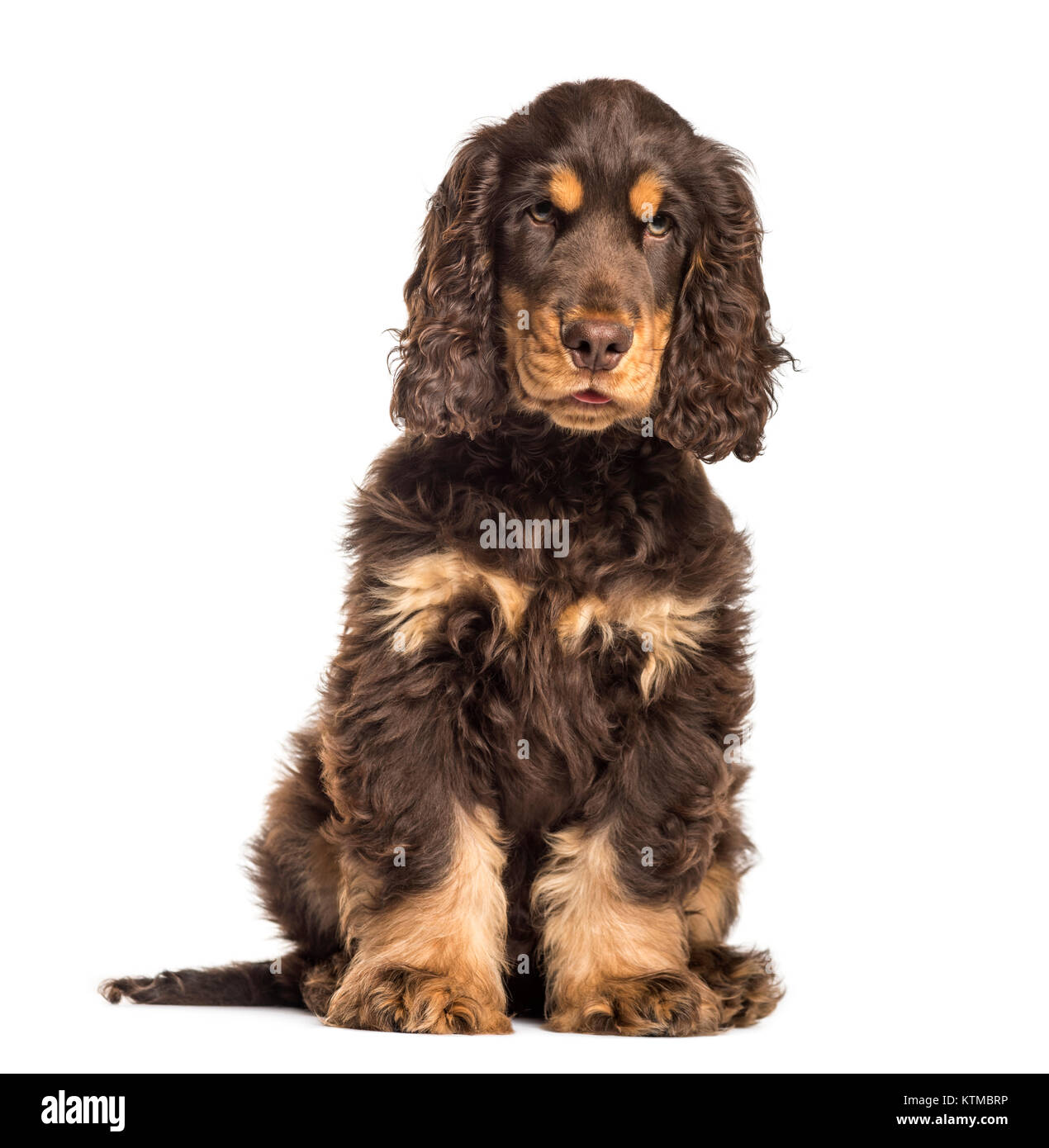 Brown cocker spaniel hi-res stock photography and images - Alamy