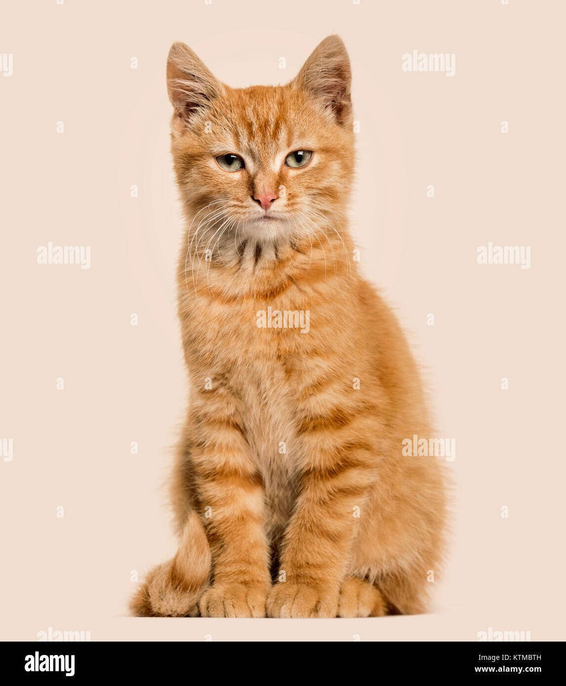 Premium Photo  Angry leopard cat saying meow, copy space