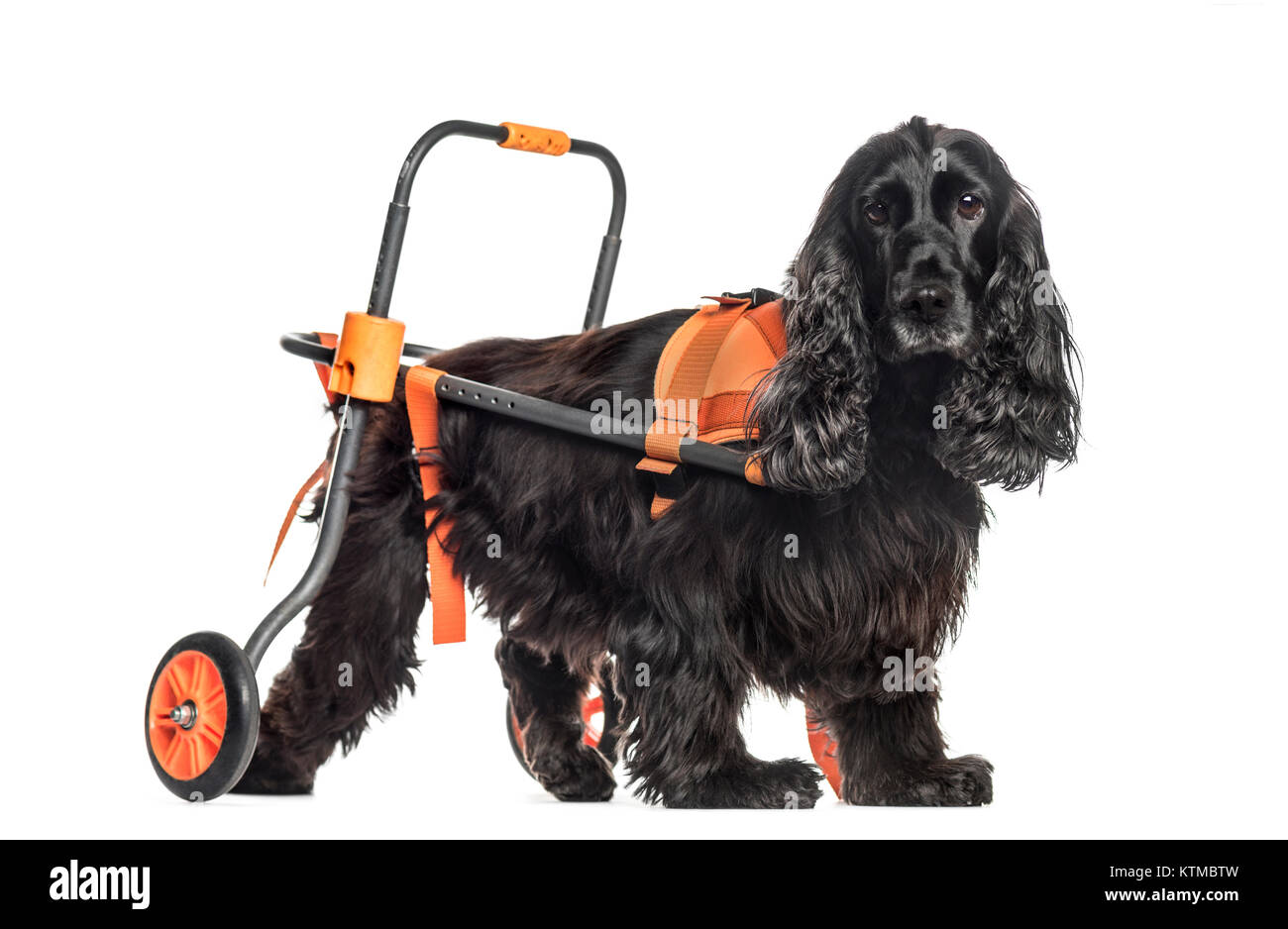 dog in a wheelchair, English Cocker Spaniel (8 years old) Stock Photo