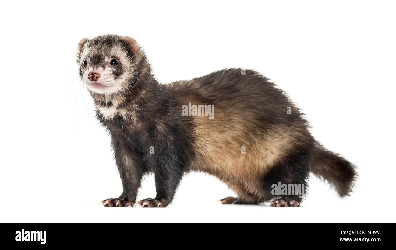 Side View Of A Ferret Isolated On White Stock Photo Alamy