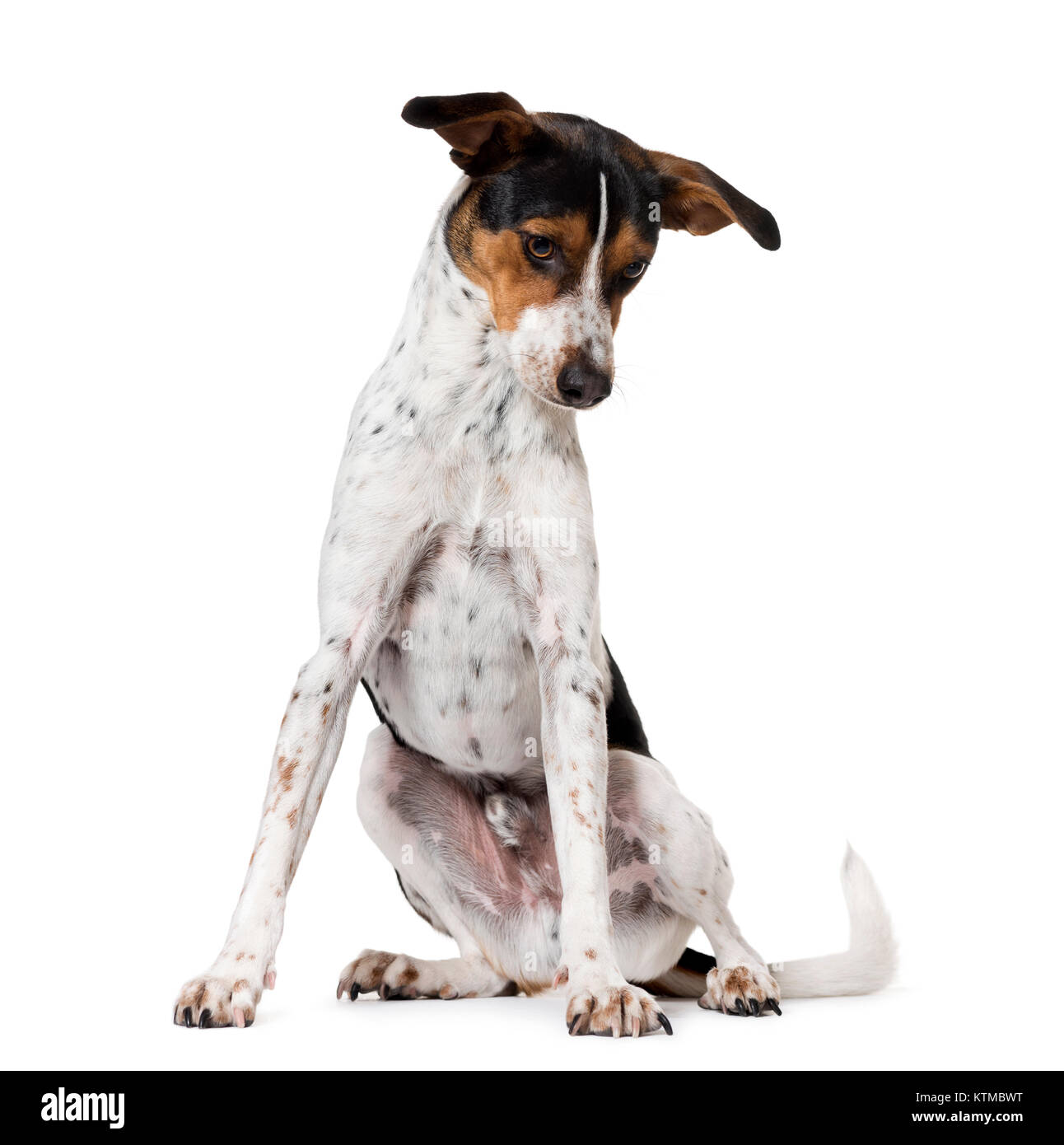 Spanish dog Ratonero Bodeguero Andaluz, isolated on white Stock Photo