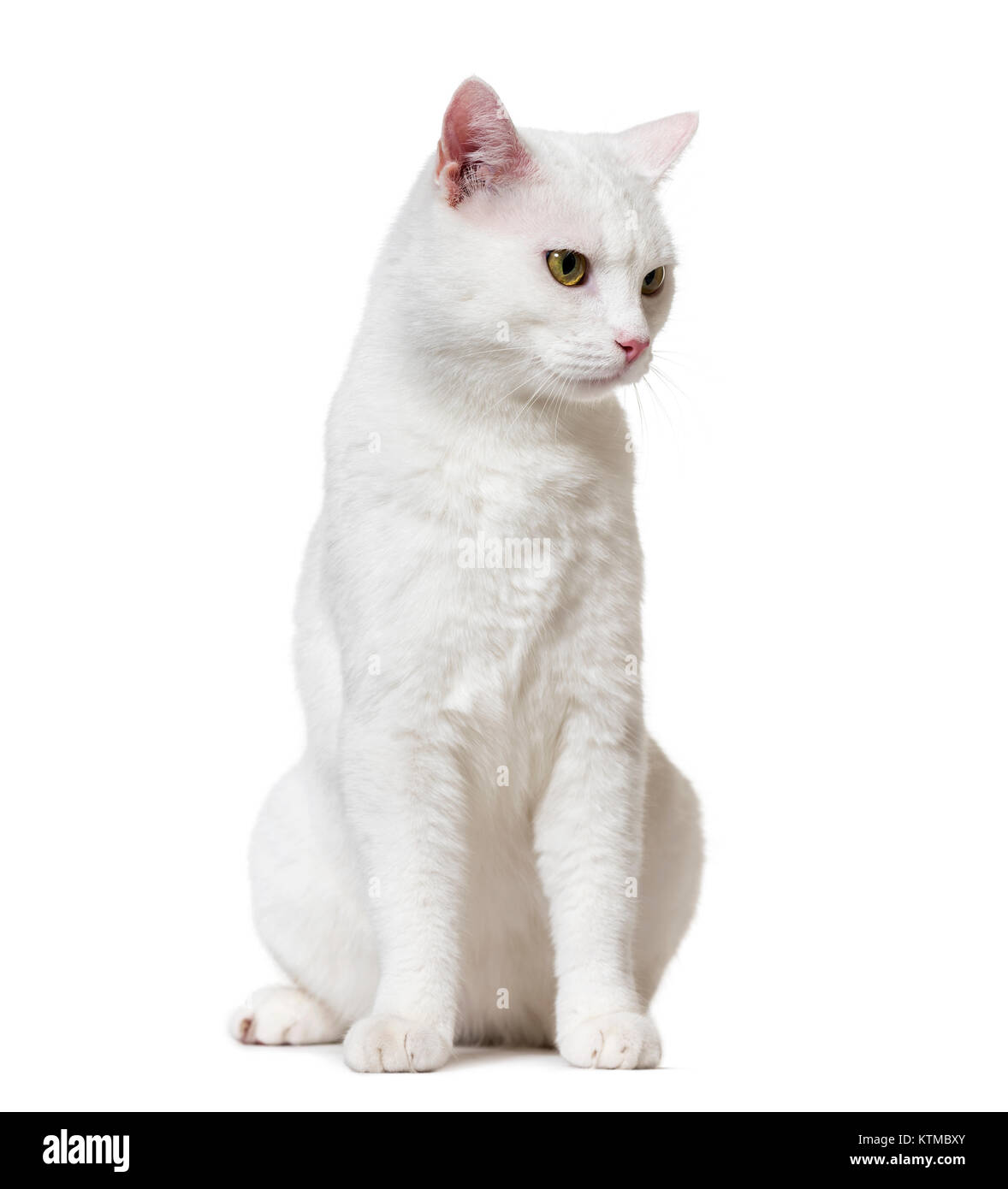 White mixed-breed cat looking down (2 years old), isolated on white Stock Photo