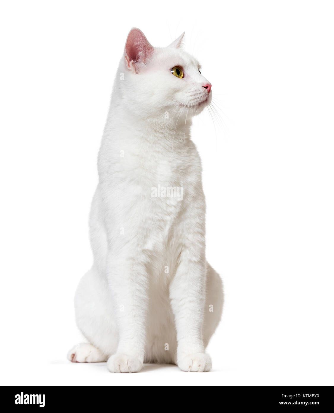 White mixed-breed cat looking up (2 years old), isolated on white Stock Photo