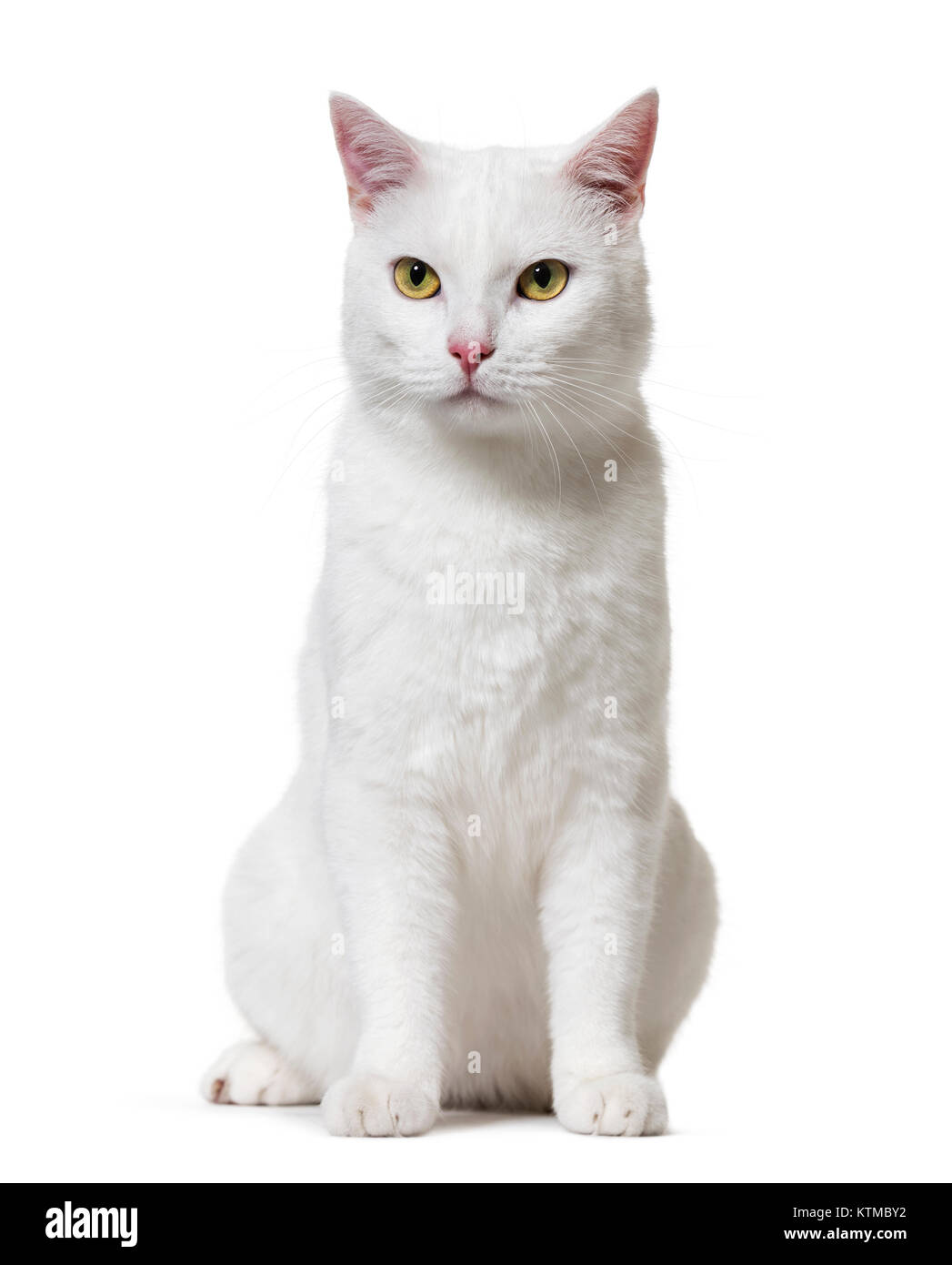 White mixed-breed cat (2 years old), isolated on white Stock Photo