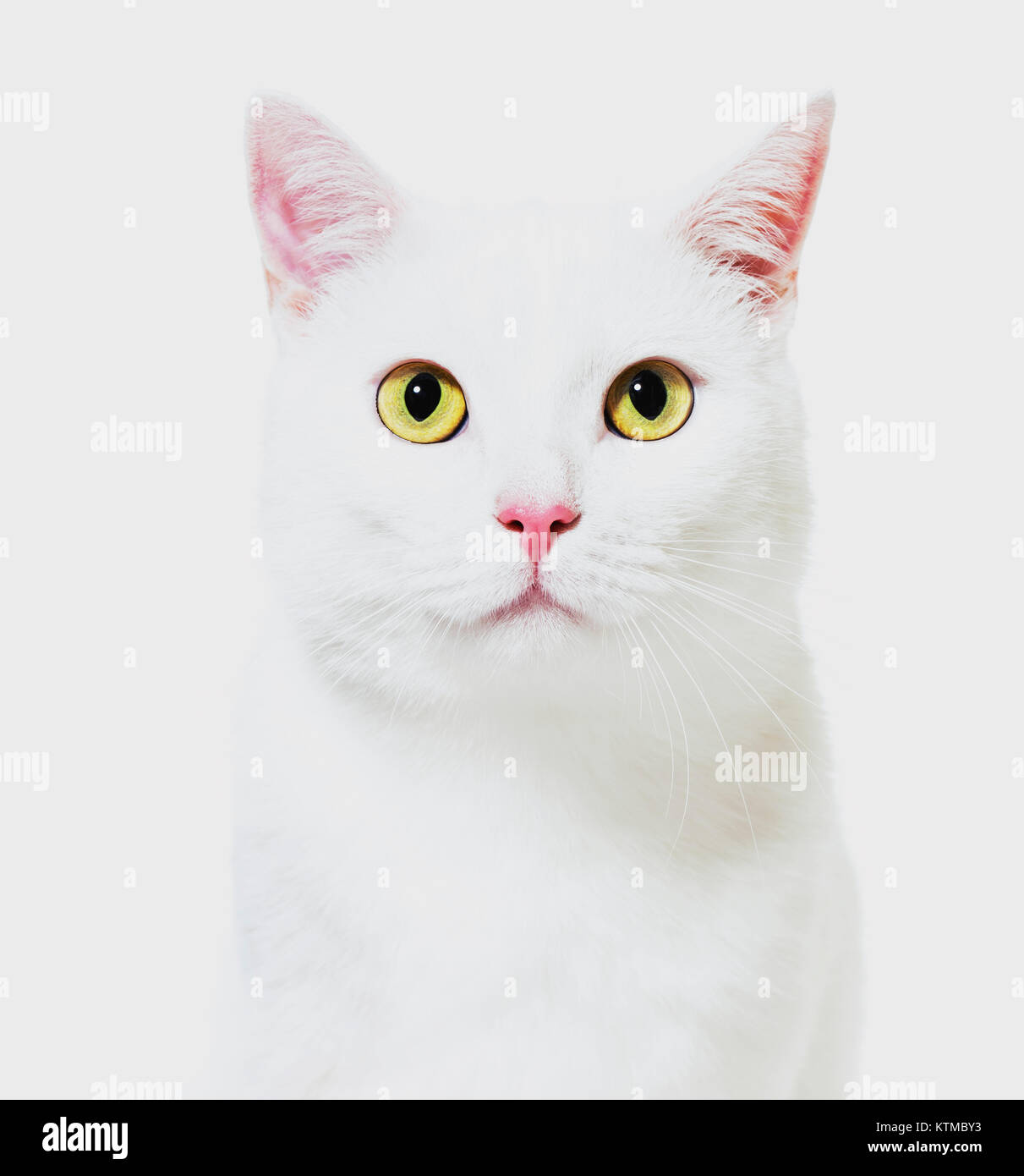 White mixed-breed cat facing at the camera(2 years old), isolated on white, instagram filtered Stock Photo
