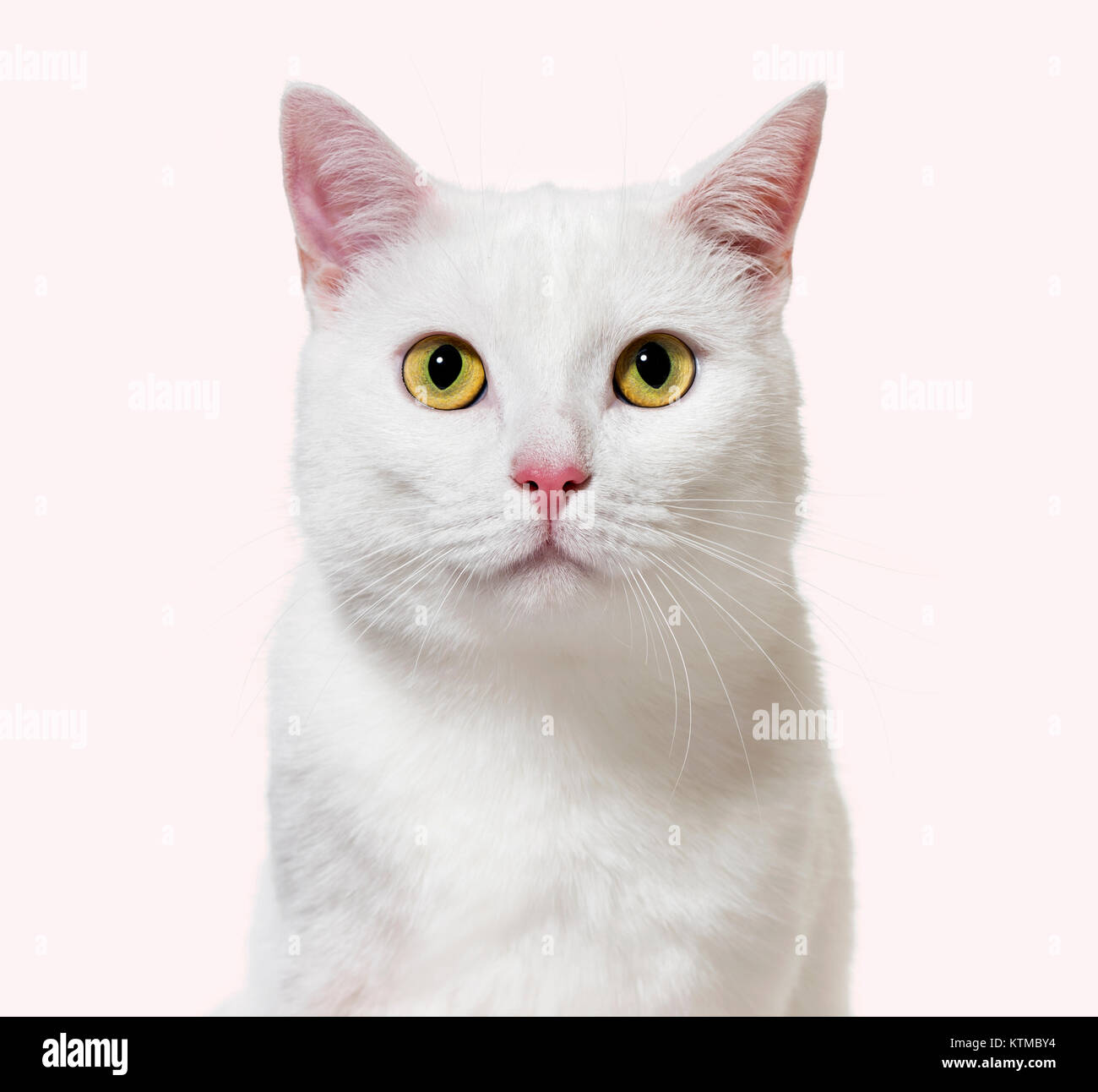 White mixed-breed cat facing at the camera(2 years old), instagram filtered Stock Photo