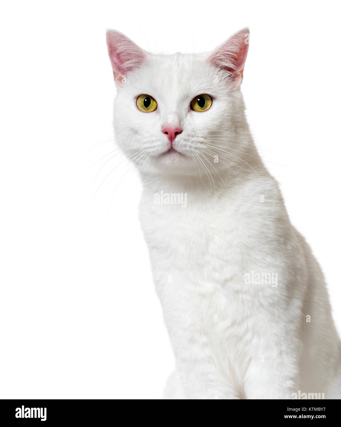 White mixed-breed cat (2 years old), isolated on white Stock Photo