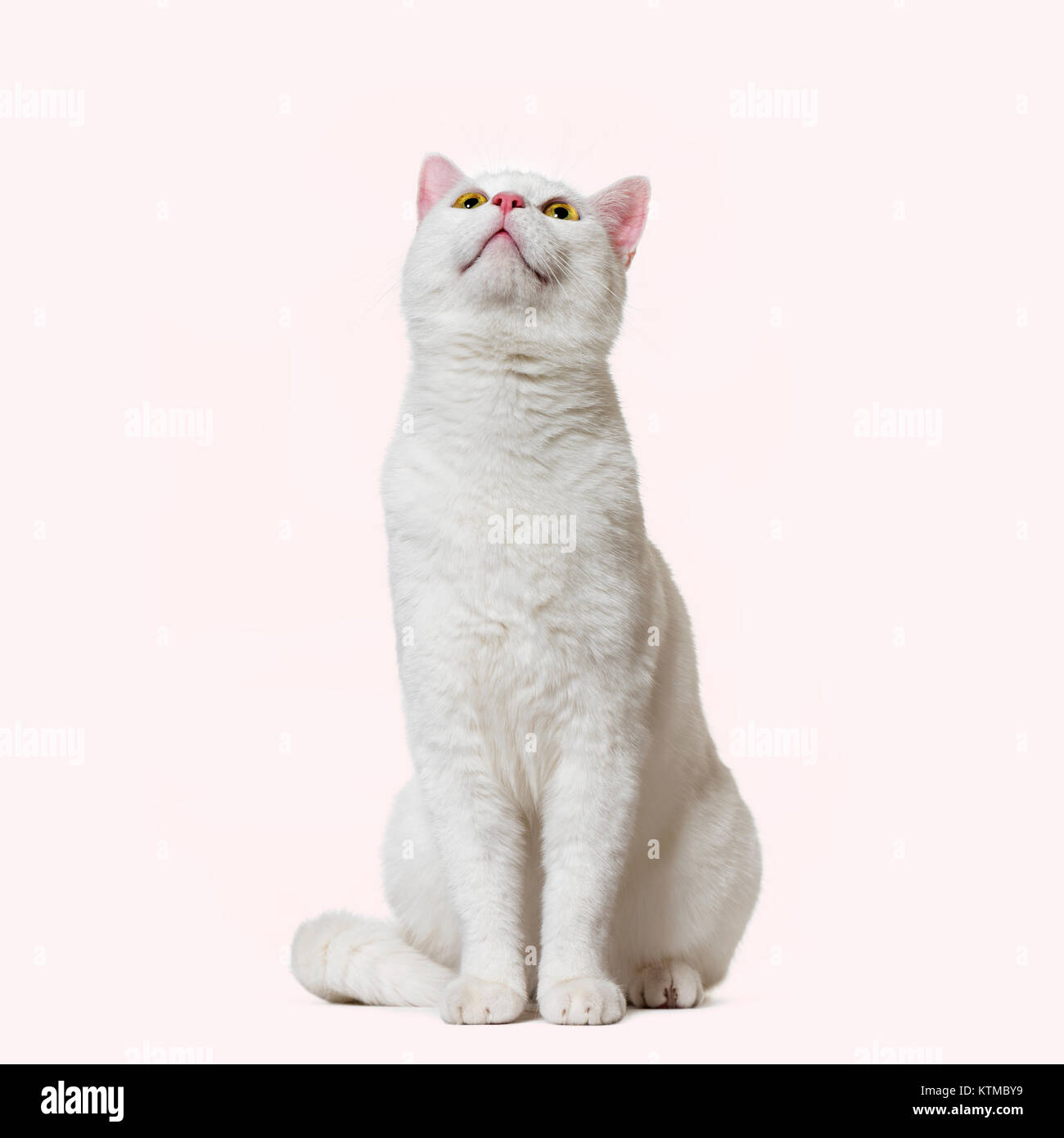 White mixed-breed cat looking up (2 years old), pink background Stock Photo