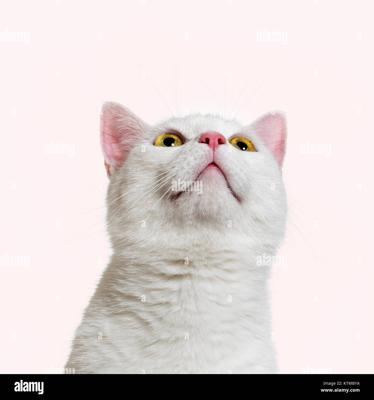 White mixed-breed cat (2 years old), pink background Stock Photo