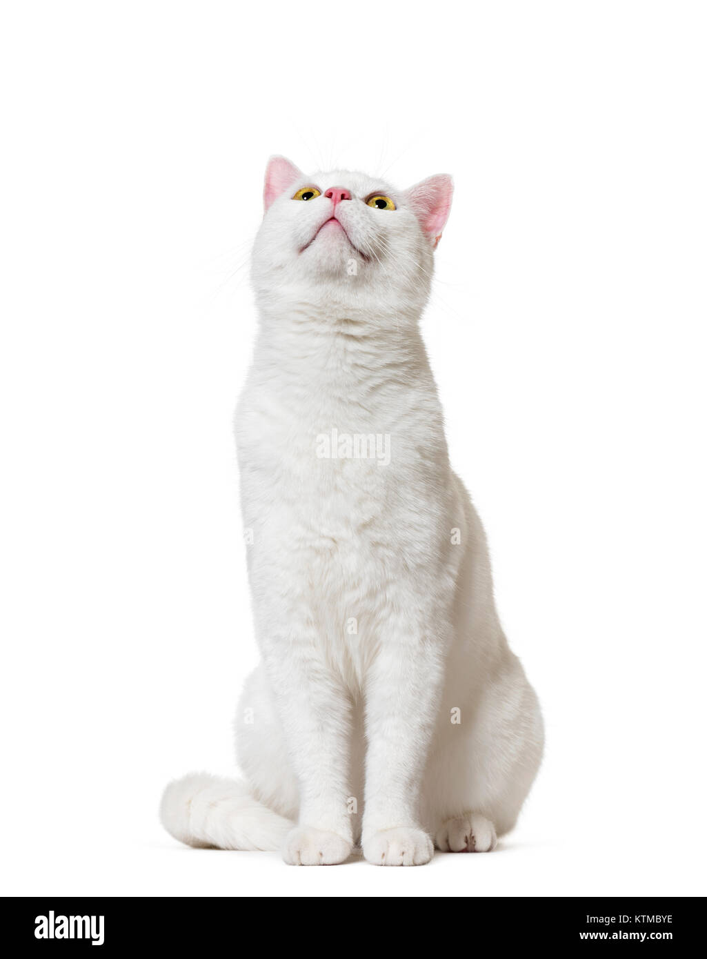 White mixed-breed cat looking up(2 years old), isolated on white Stock Photo