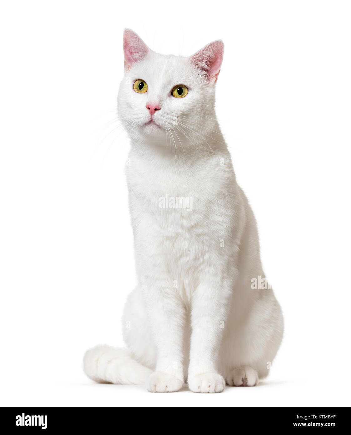 White mixed-breed cat (2 years old), isolated on white Stock Photo