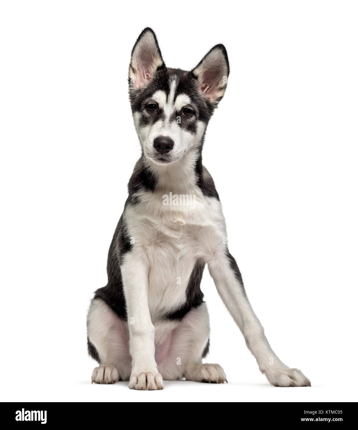Siberian Husky puppy (5 months old), isolated on white Stock Photo - Alamy