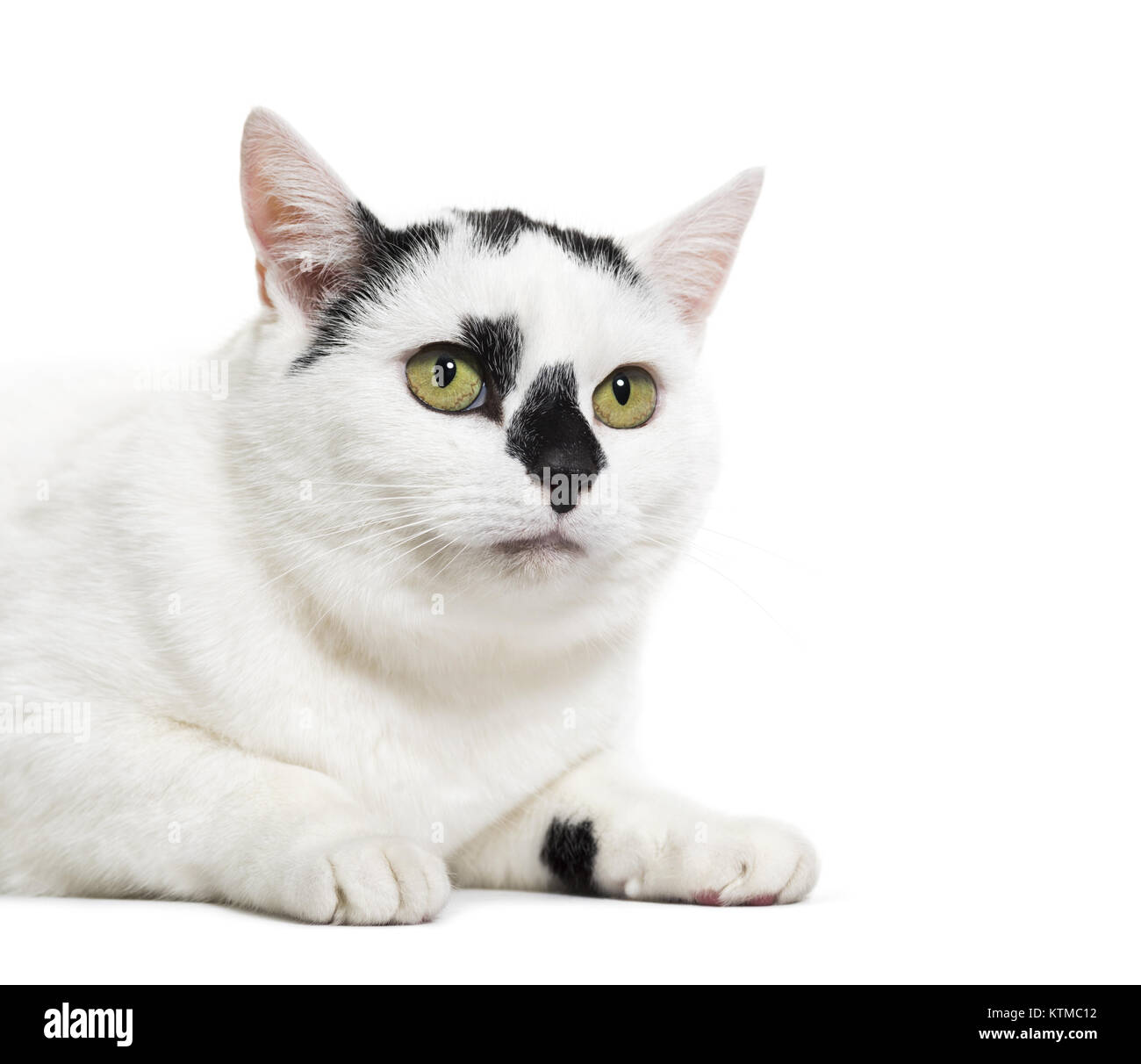 Black and white mixedbreed cat Stock Photo Alamy