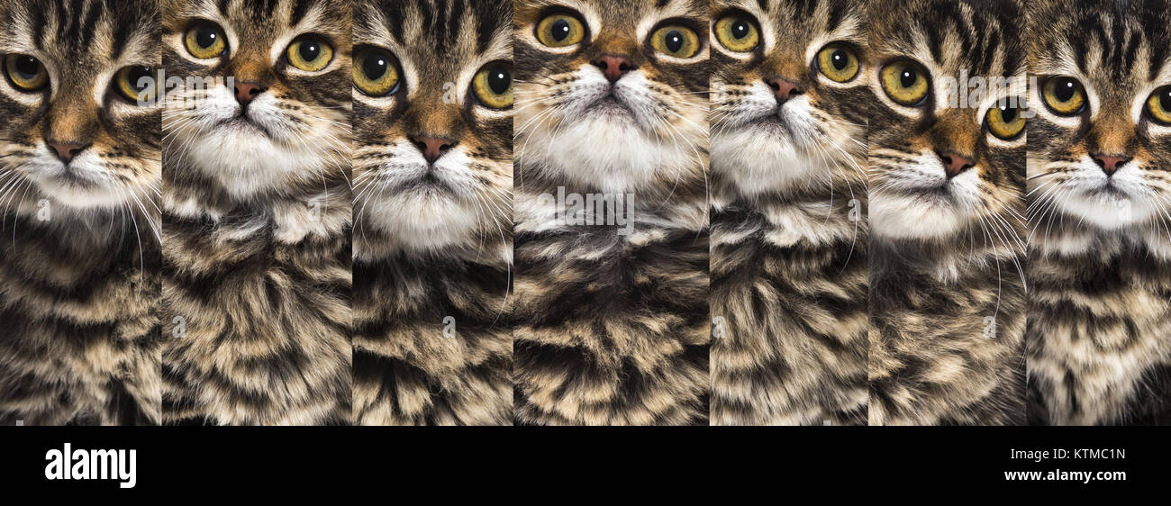Composition of stripped kitten mixed-breed cat portraits, isolated on white Stock Photo