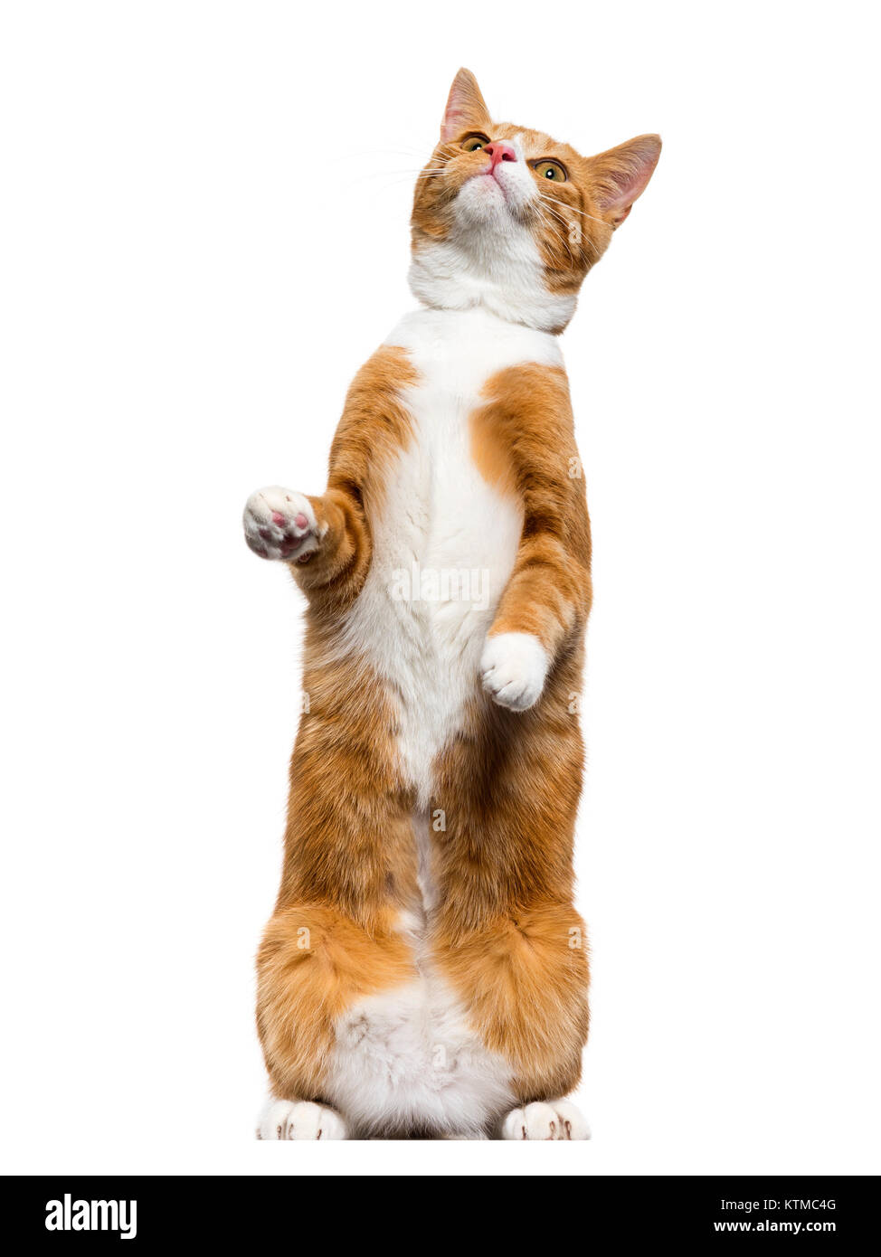 Ginger mixed-breed cat standing on hind legs, looking up, isolated on white Stock Photo