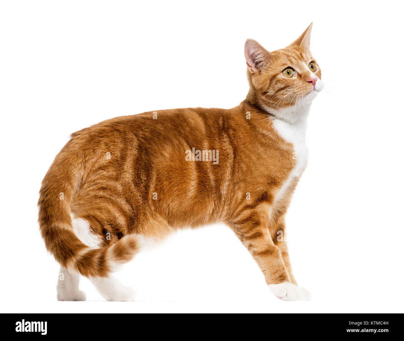 side view of a Ginger mixed-breed cat standing, isolated on white Stock Photo