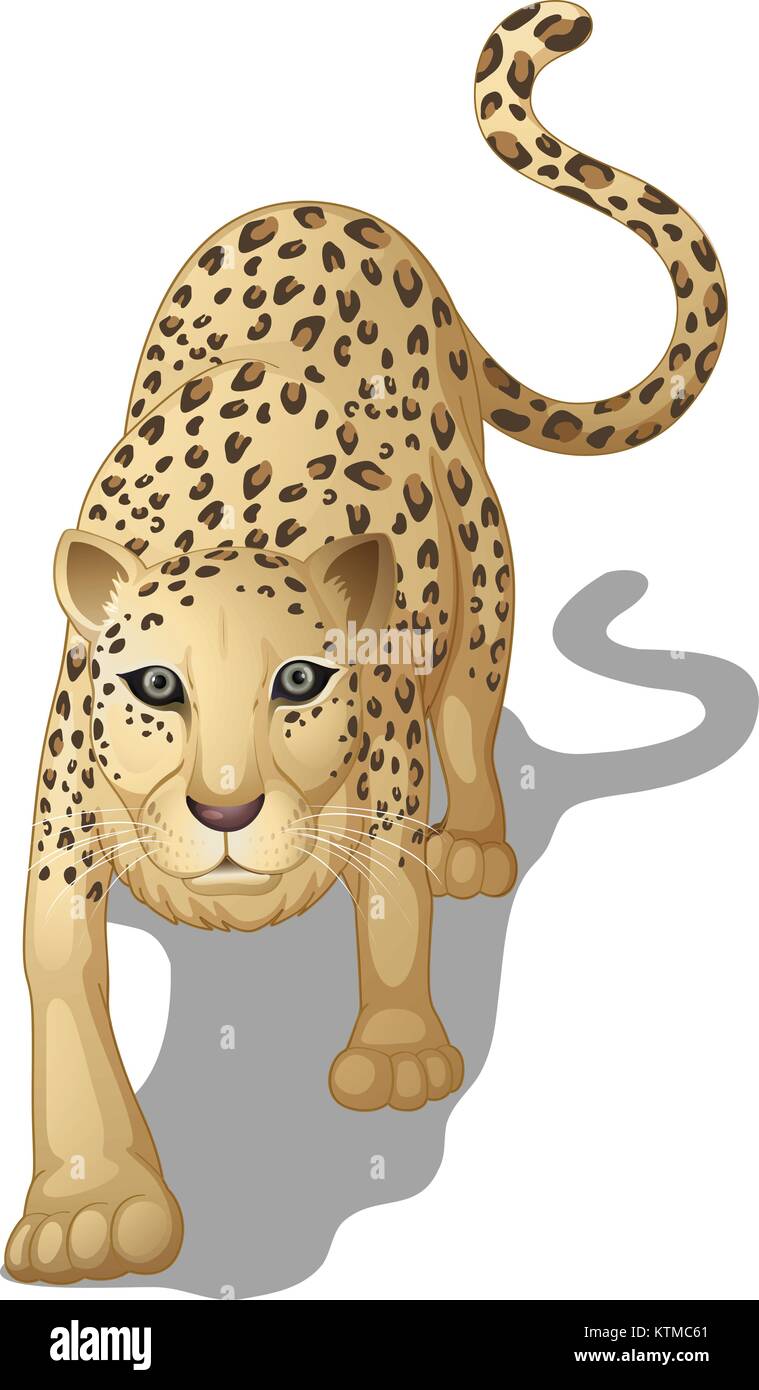 illustration of a leopard on a white background Stock Vector Image ...