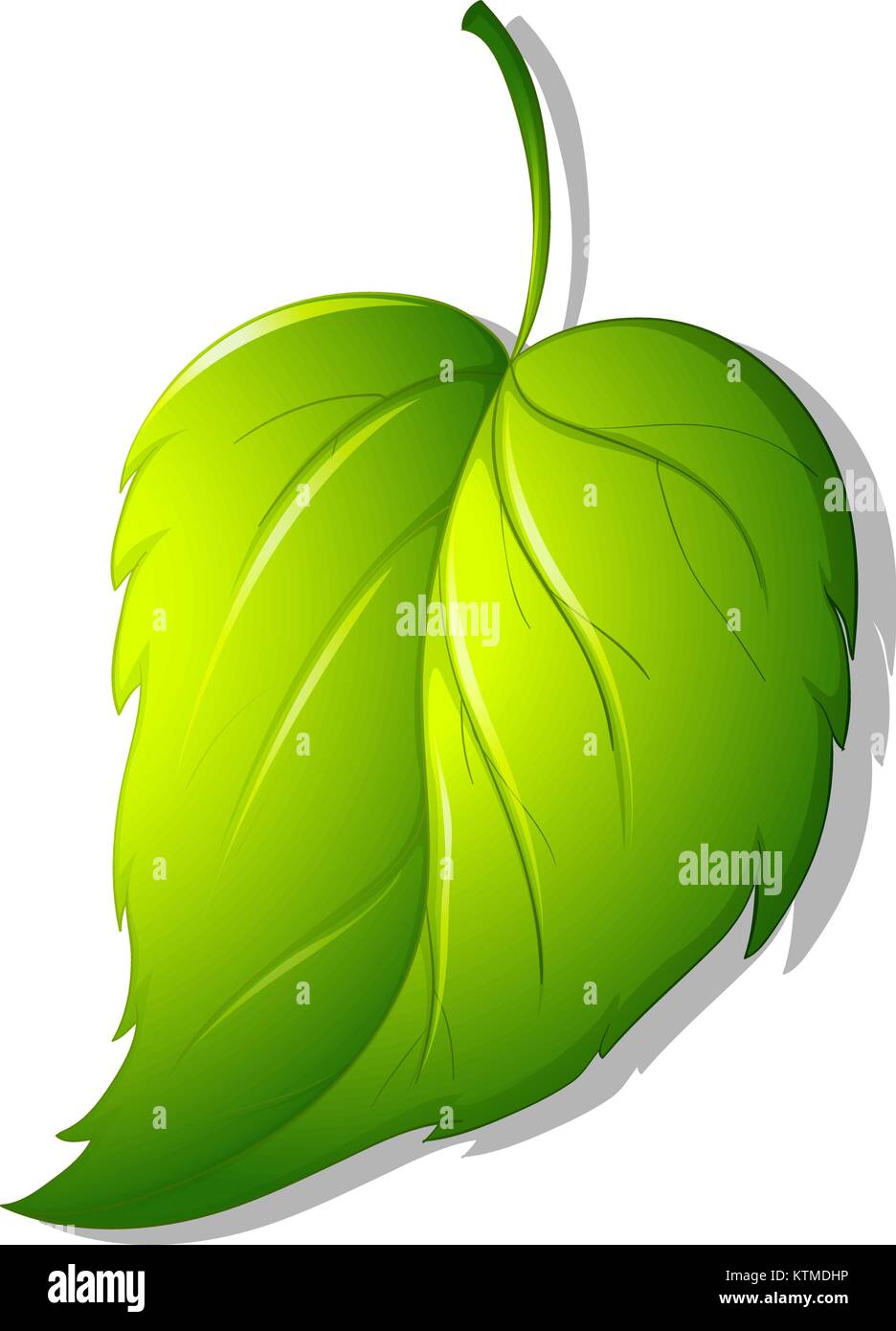 Illustration of a green leaf Stock Vector Image & Art - Alamy