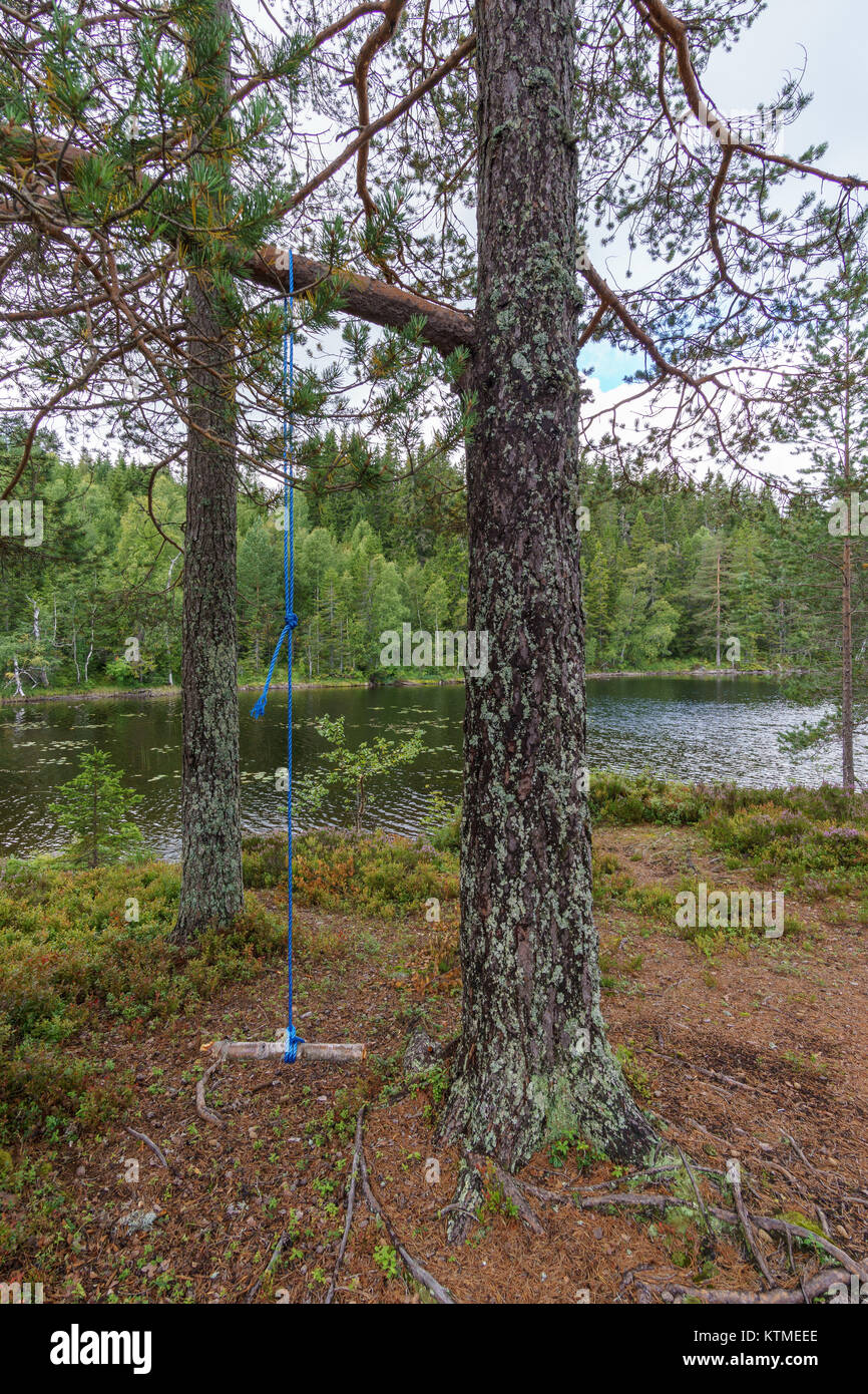 Old swing hanging on the rope tree in the forest Stock Photo - Alamy