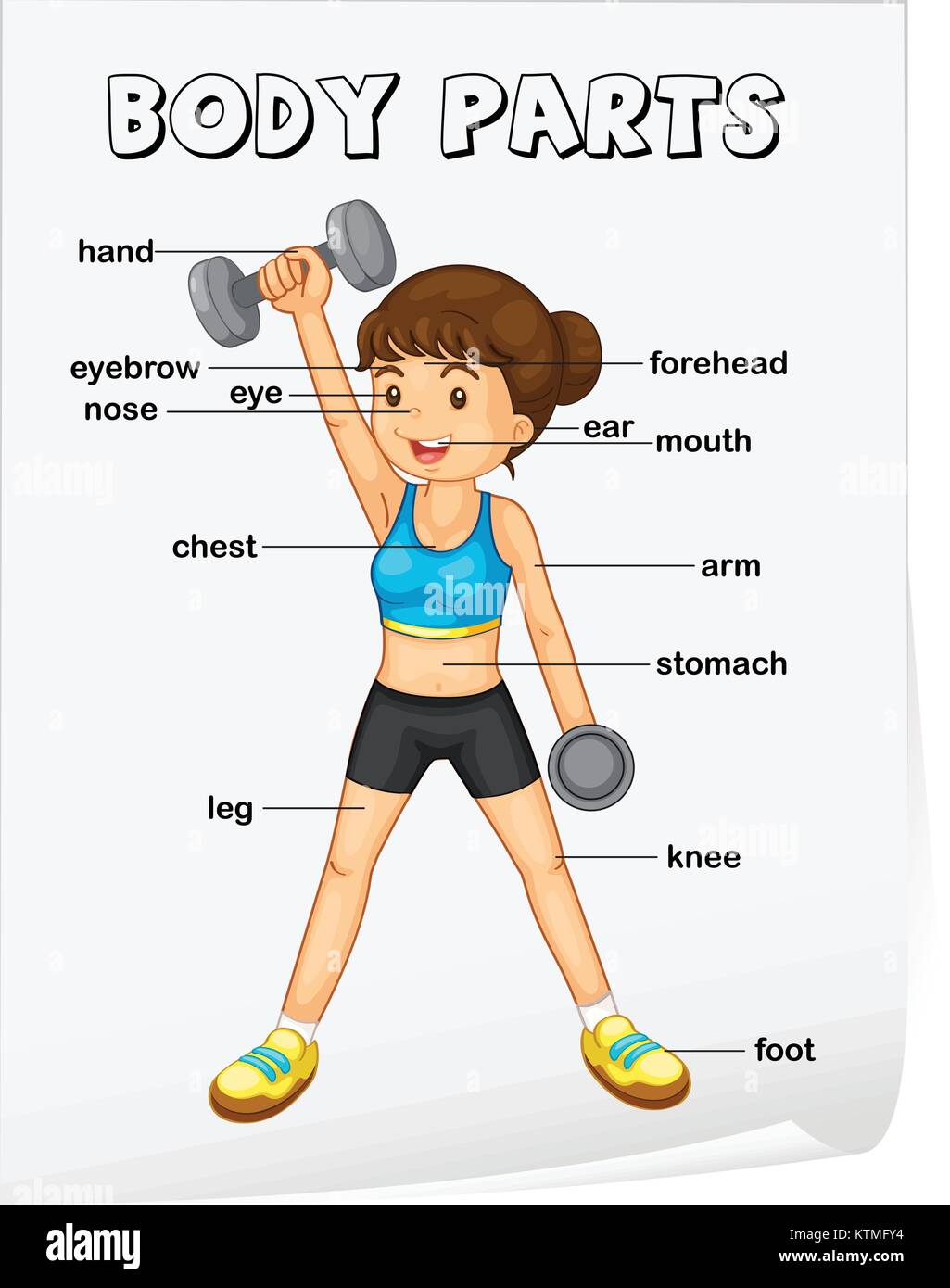 Vocabulary worksheet - parts of the body Stock Vector Image & Art - Alamy