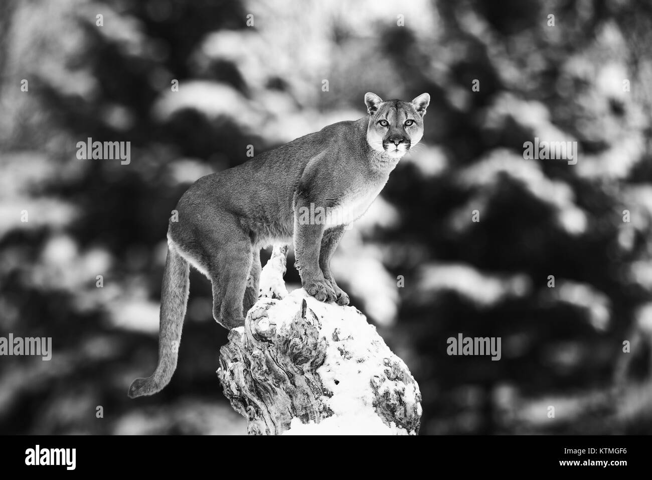 Puma look Black and White Stock Photos & Images - Alamy