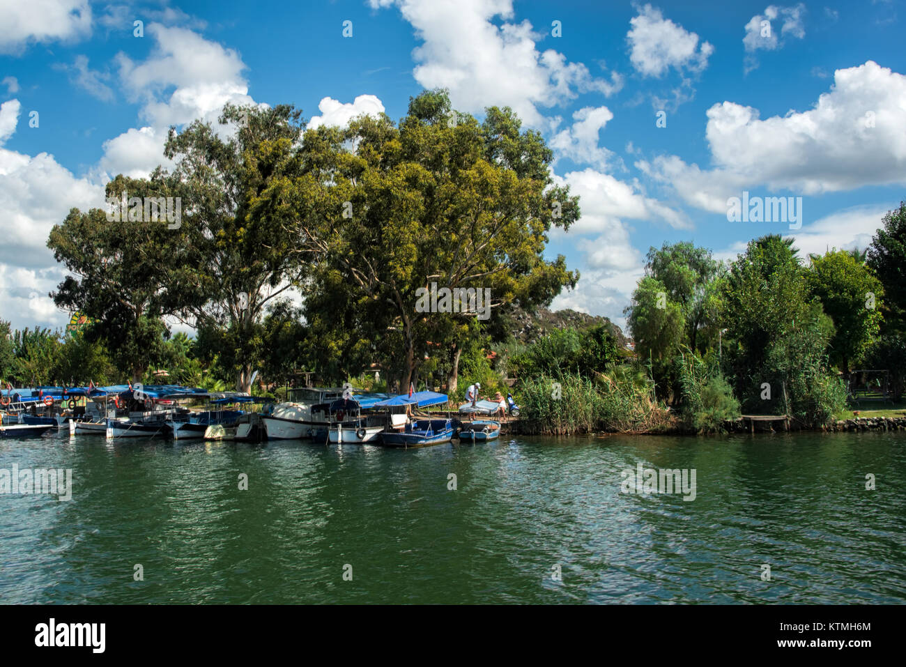 Boats tied to shore under a big green tree on lake with green reeds under blue skies with fluffy white clouds Stock Photo