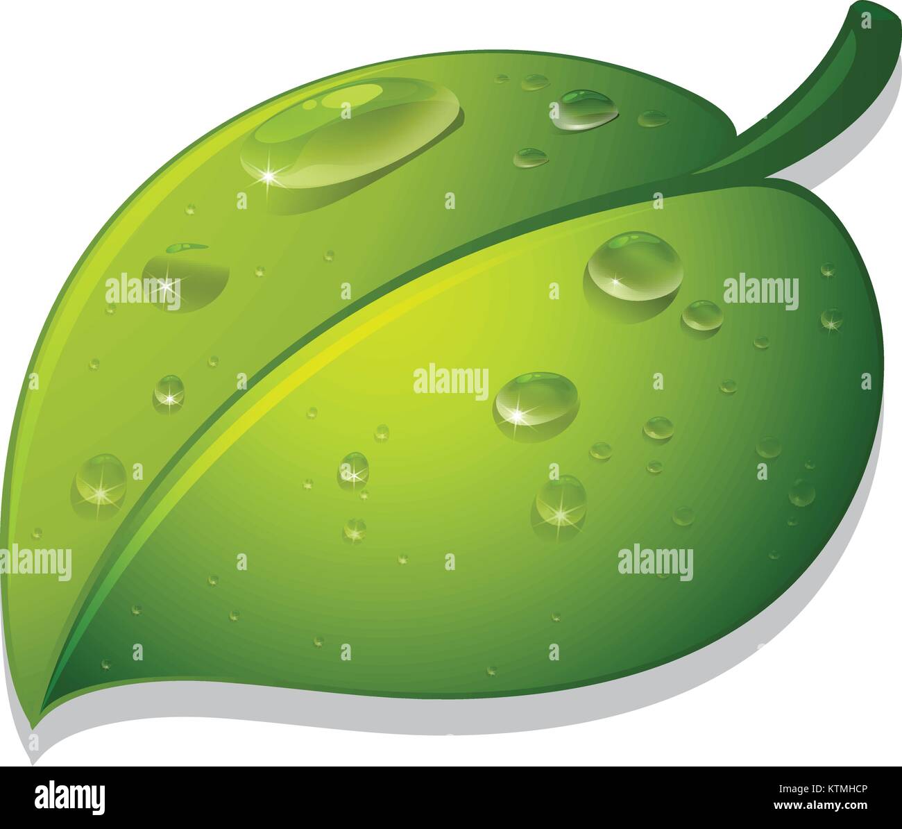 illustration of a leaf and water drops on a white background Stock ...
