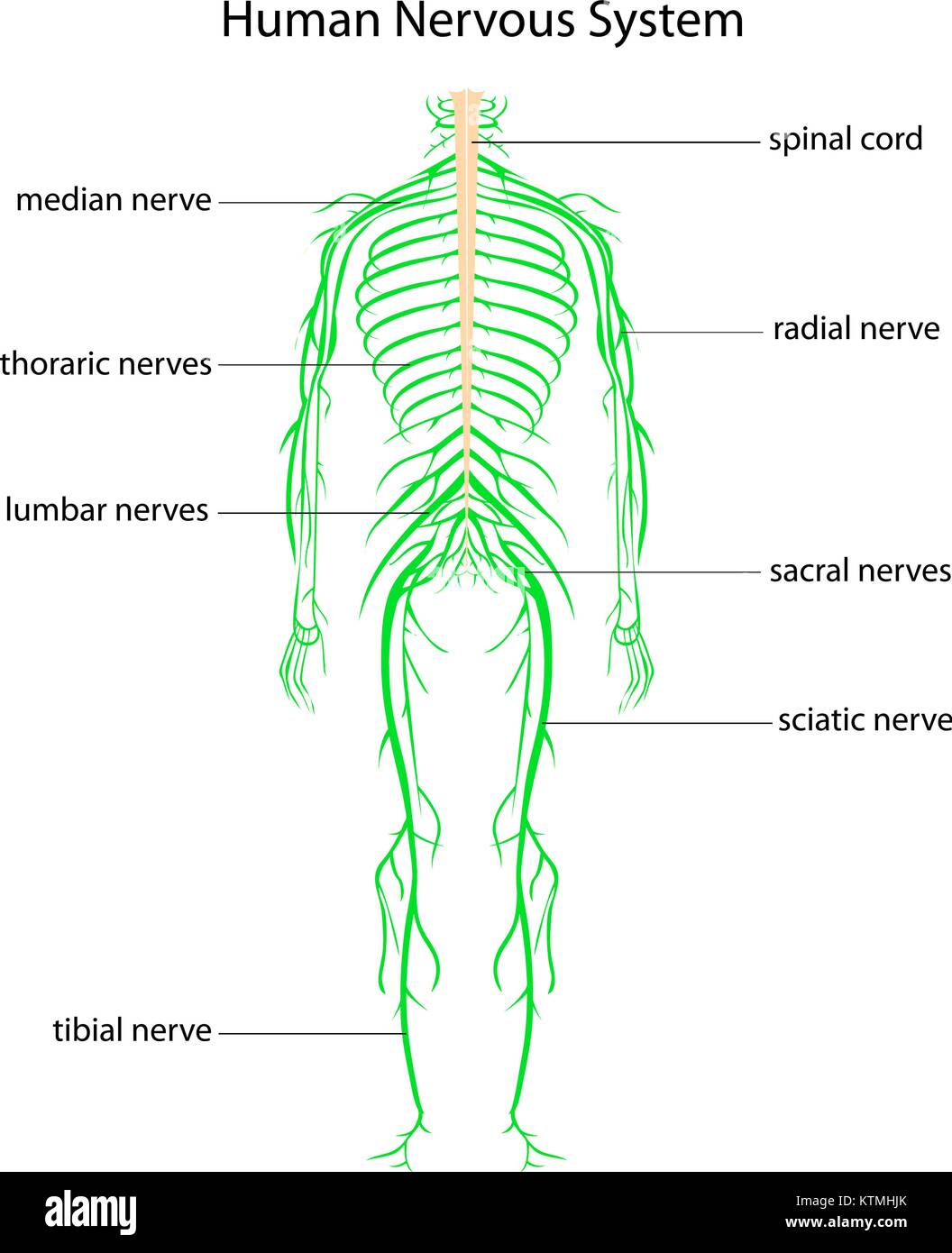Medical Education Chart Of Biology For Nervous System Diagram Stock ...