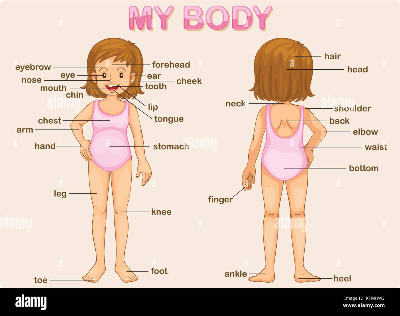 Illustration poster of the parts of the body Stock Vector