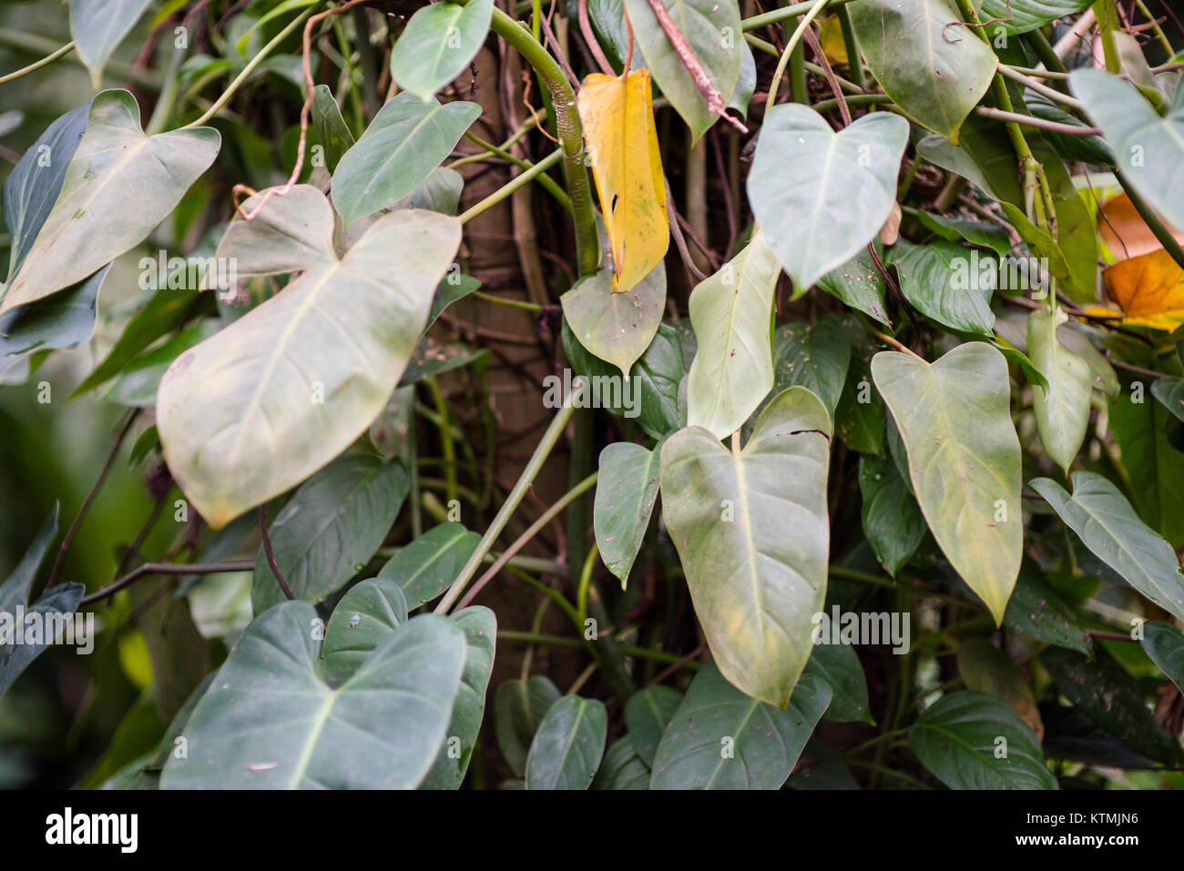 Rainforest foliage hi-res stock photography and images - Alamy