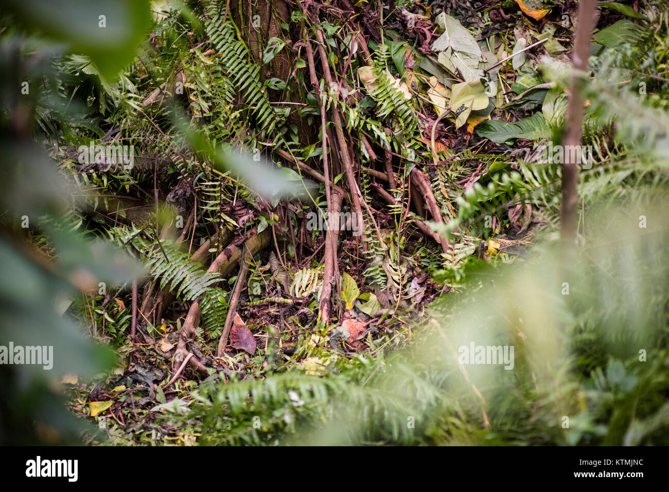 Rainforest foliage hi-res stock photography and images - Alamy