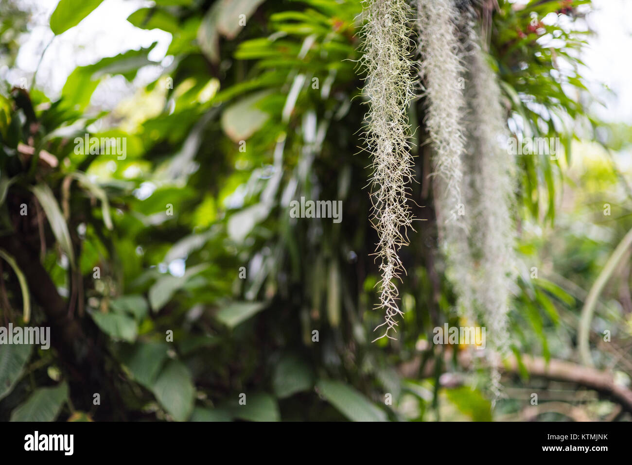 Rainforest foliage hi-res stock photography and images - Alamy