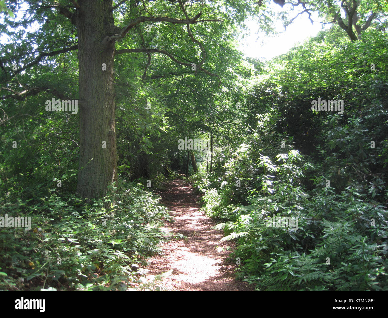Gate Wood path Stock Photo Alamy