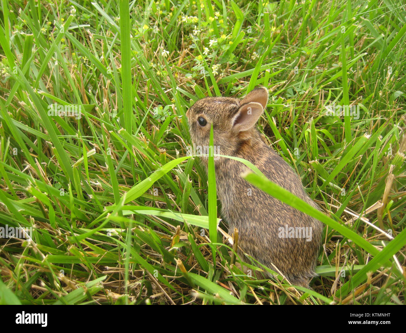 Photograph of a baby rabbit, highlighting its features and natural ...