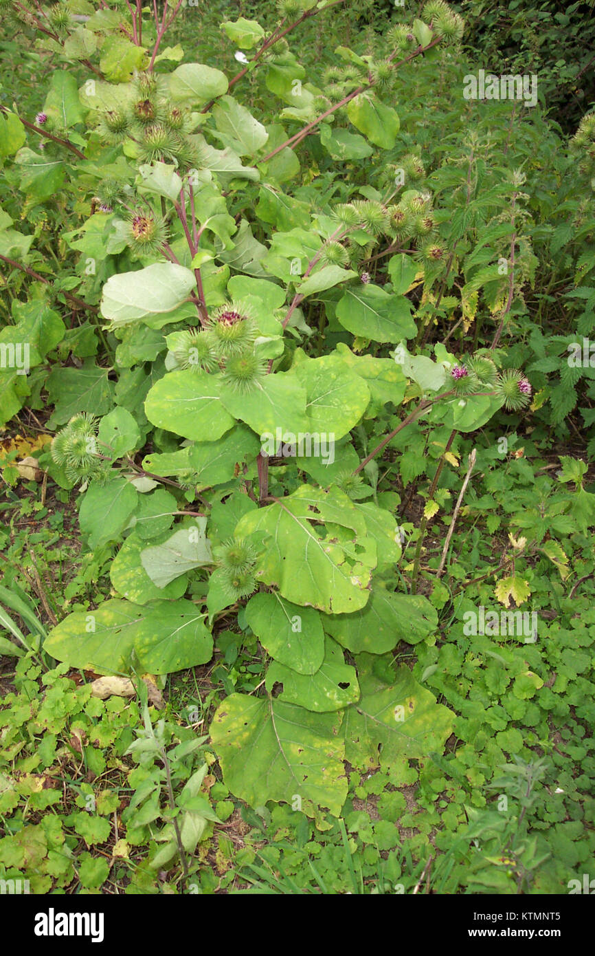 Bardane refers to a plant, often known as burdock, which has been used ...