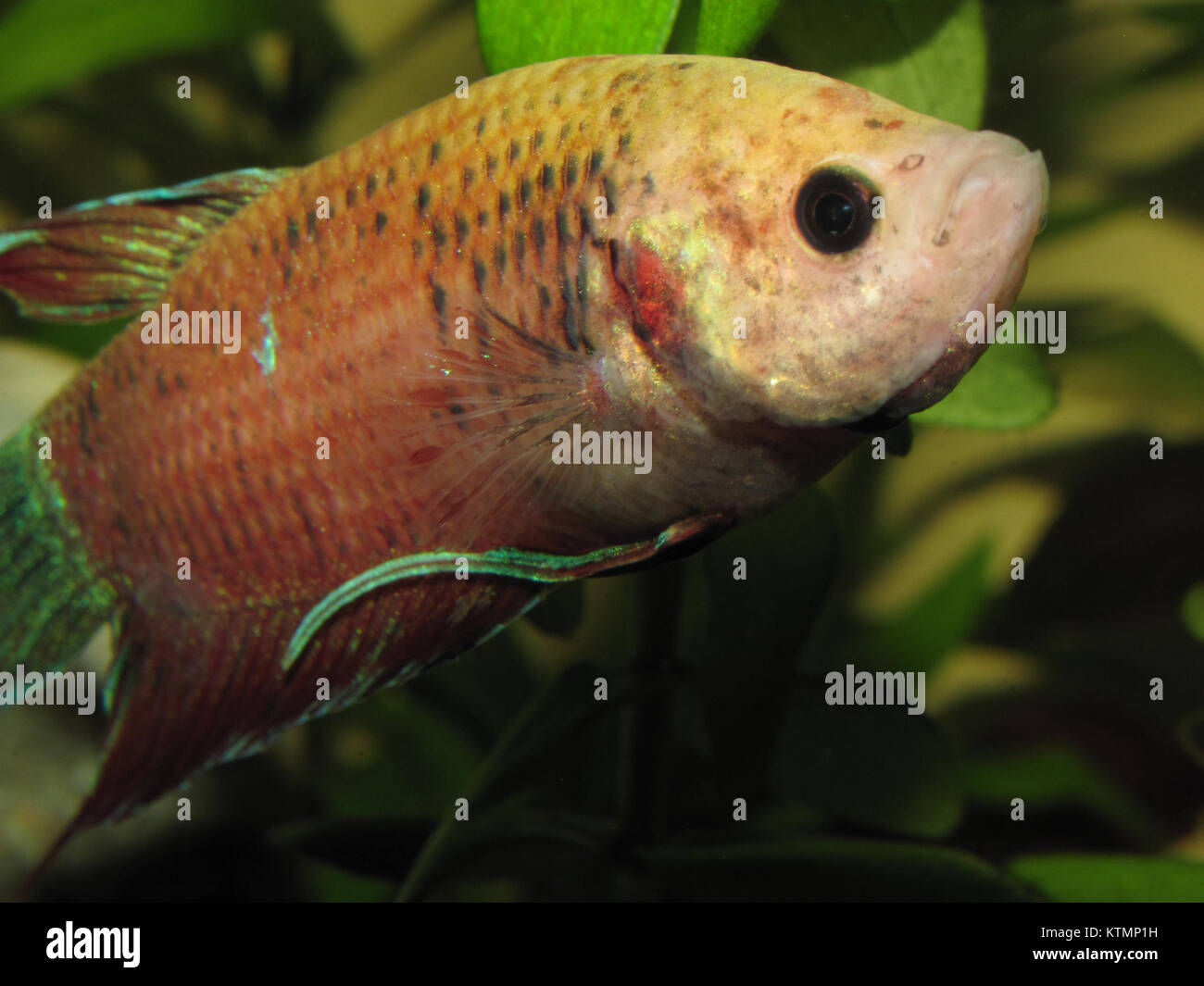 Image of an orange variant of Betta splendens, commonly known as the ...