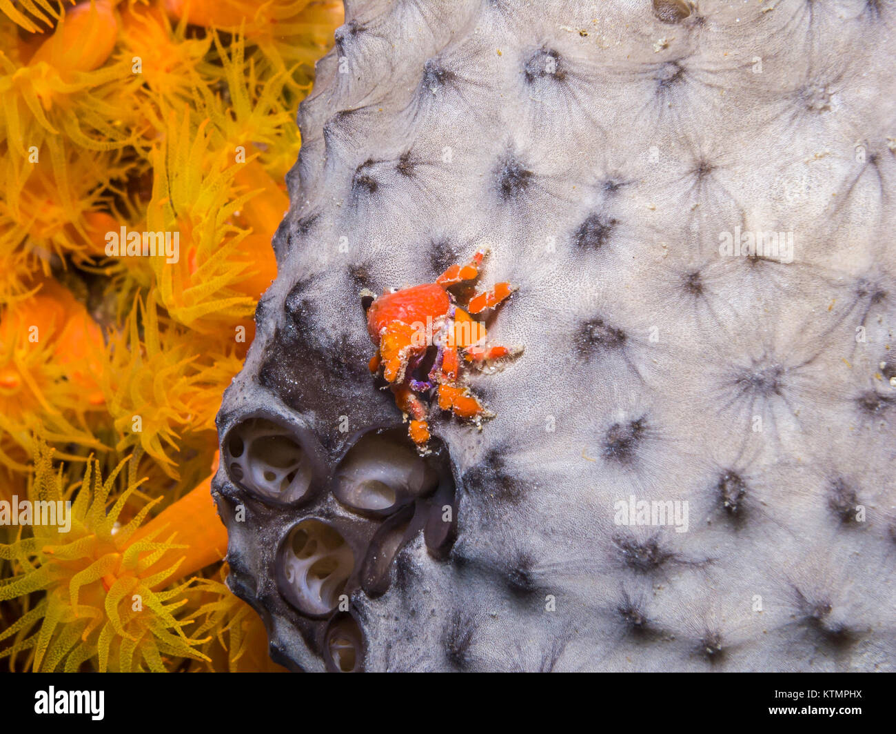night on coral reef in bonaire Cryptic teardrop crab, Pelia mutica Stock Photo