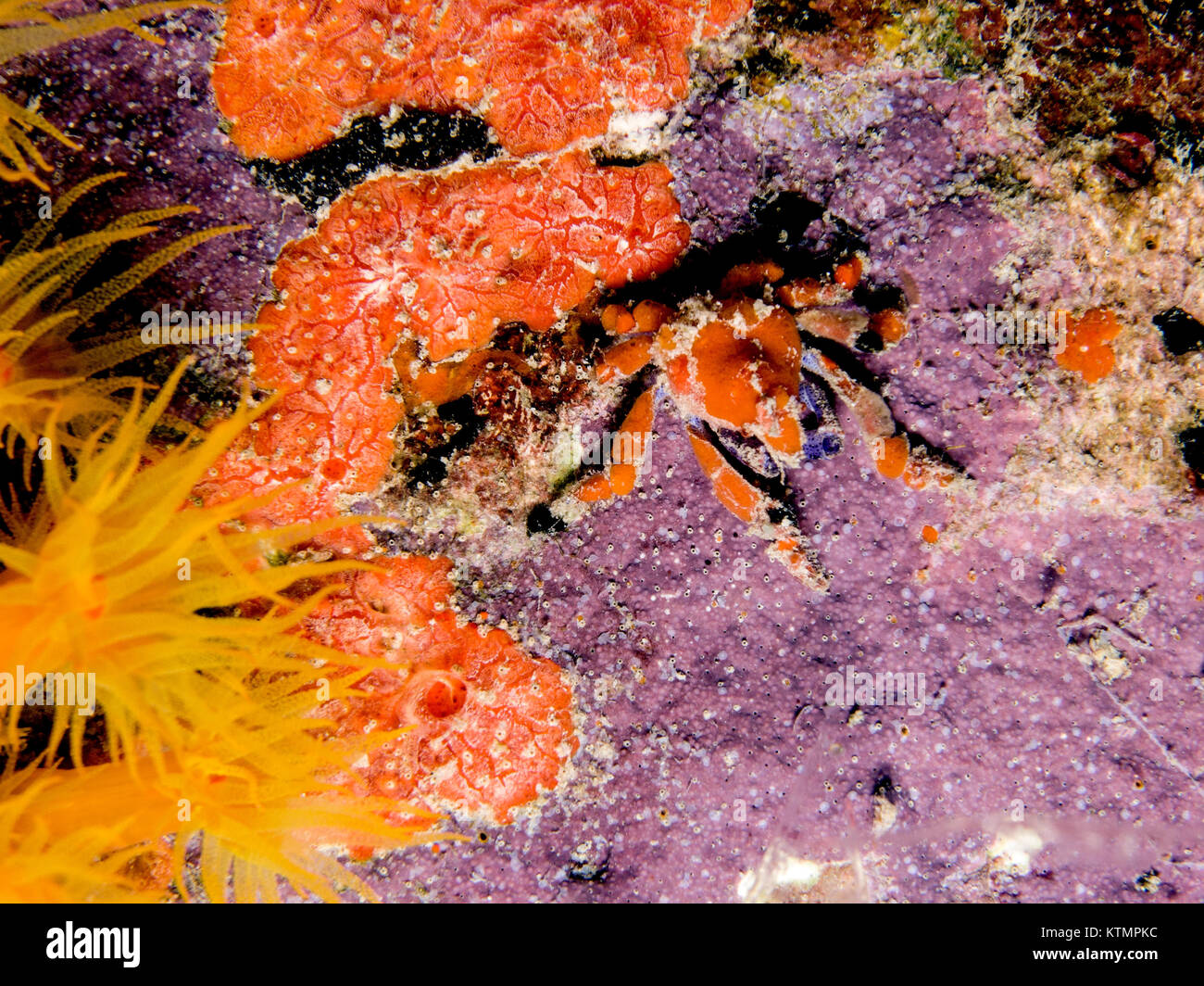 night on coral reef in bonaire Cryptic teardrop crab, Pelia mutica Stock Photo