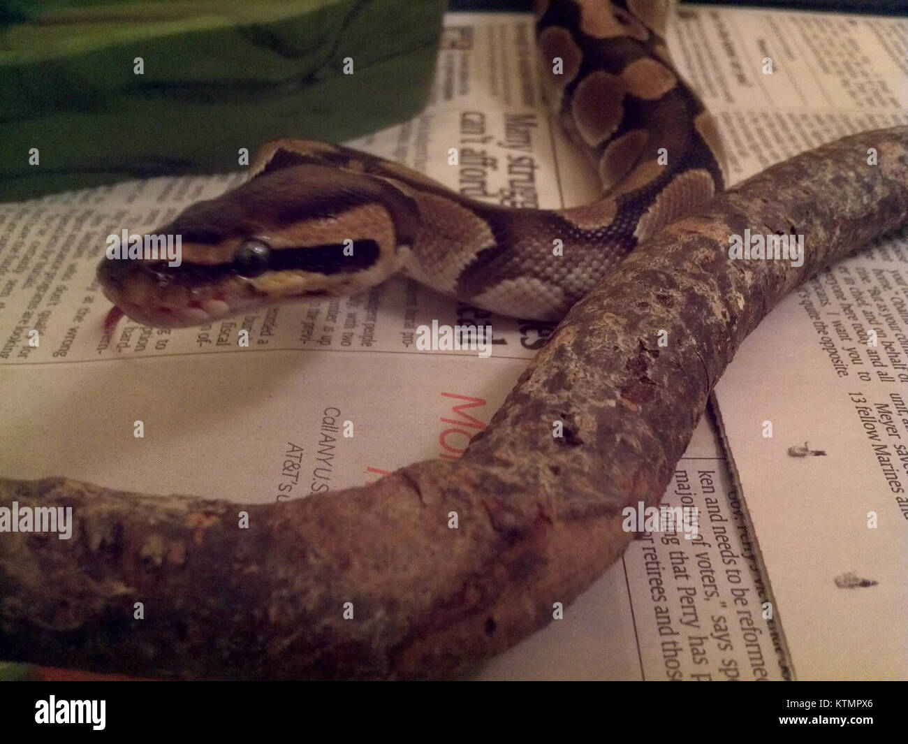 The Ball Python, also known as Python regius, is a non-venomous snake ...